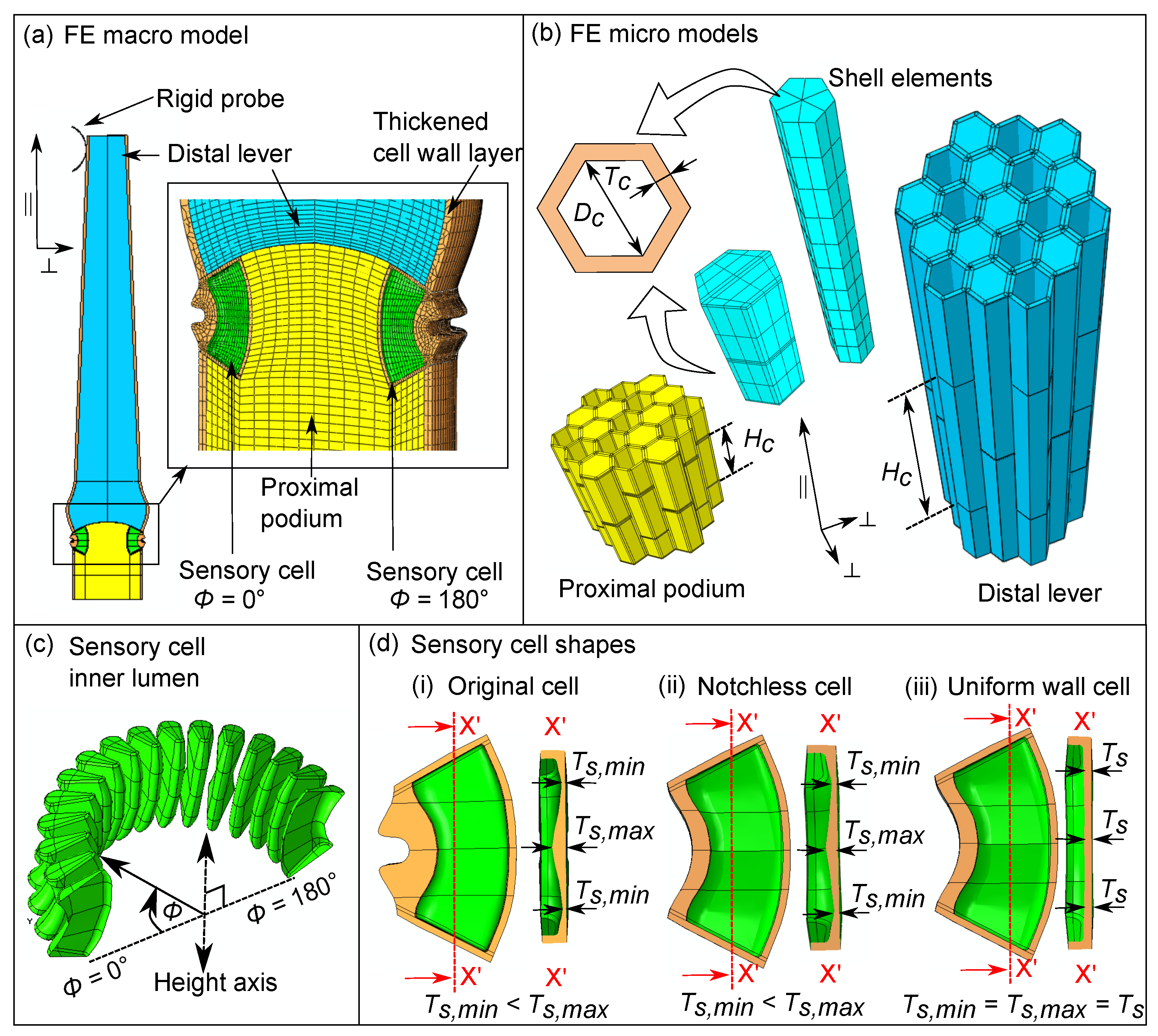 Ijms 22 00280 g005 Ijms 22 00280 g005