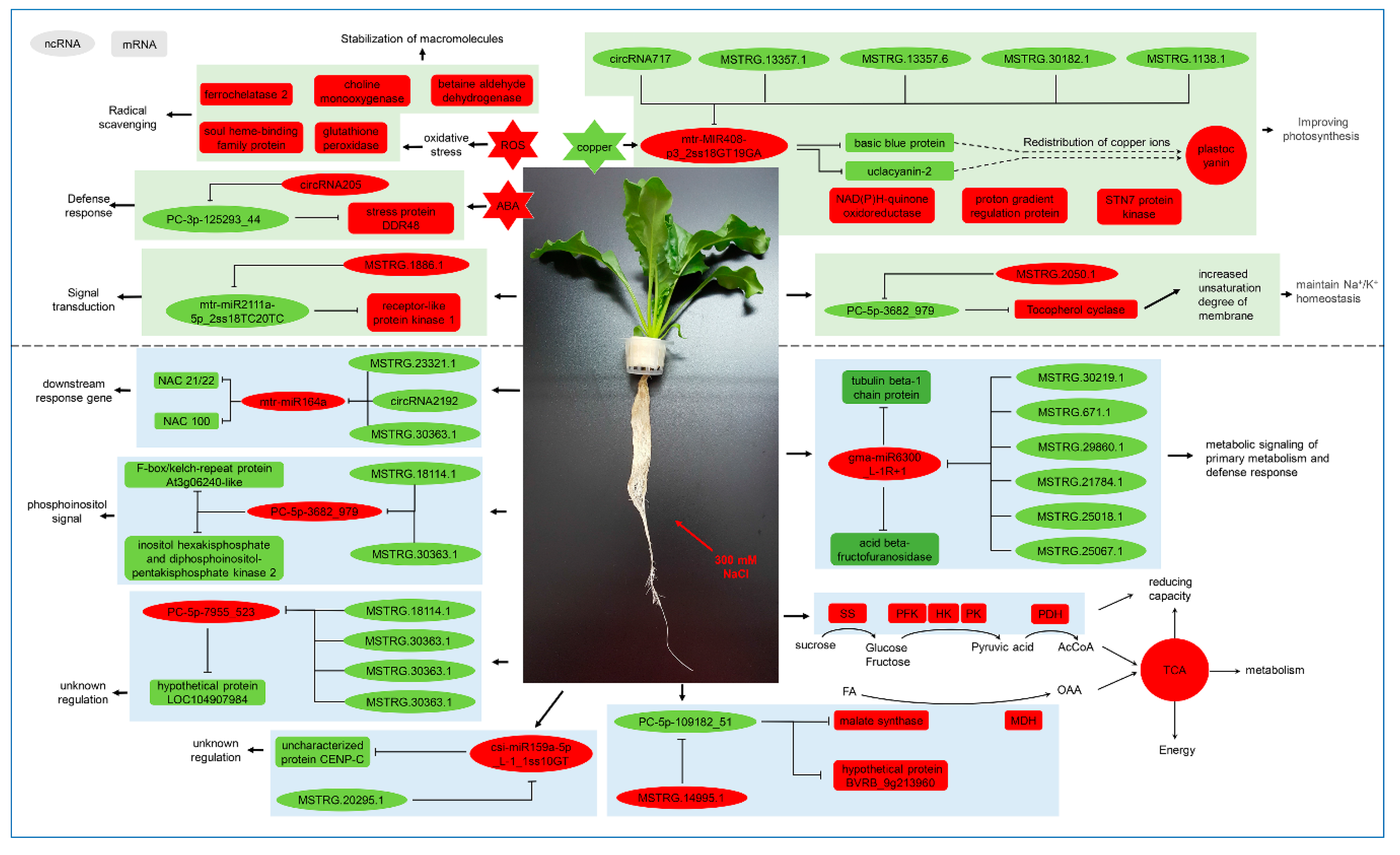 Ijms 22 00289 g008 Ijms 22 00289 g008