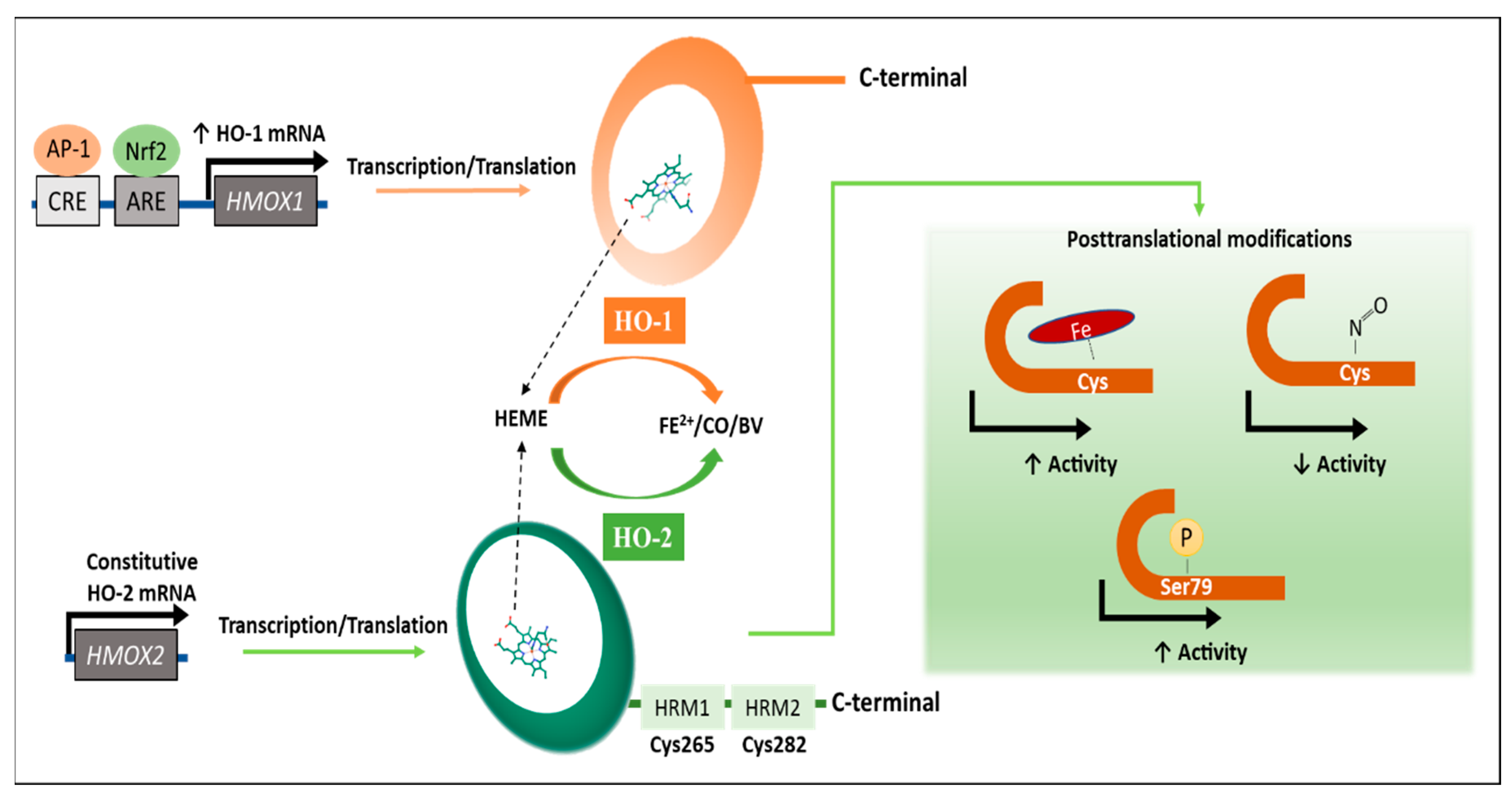 Ijms 22 00294 g001 Ijms 22 00294 g001