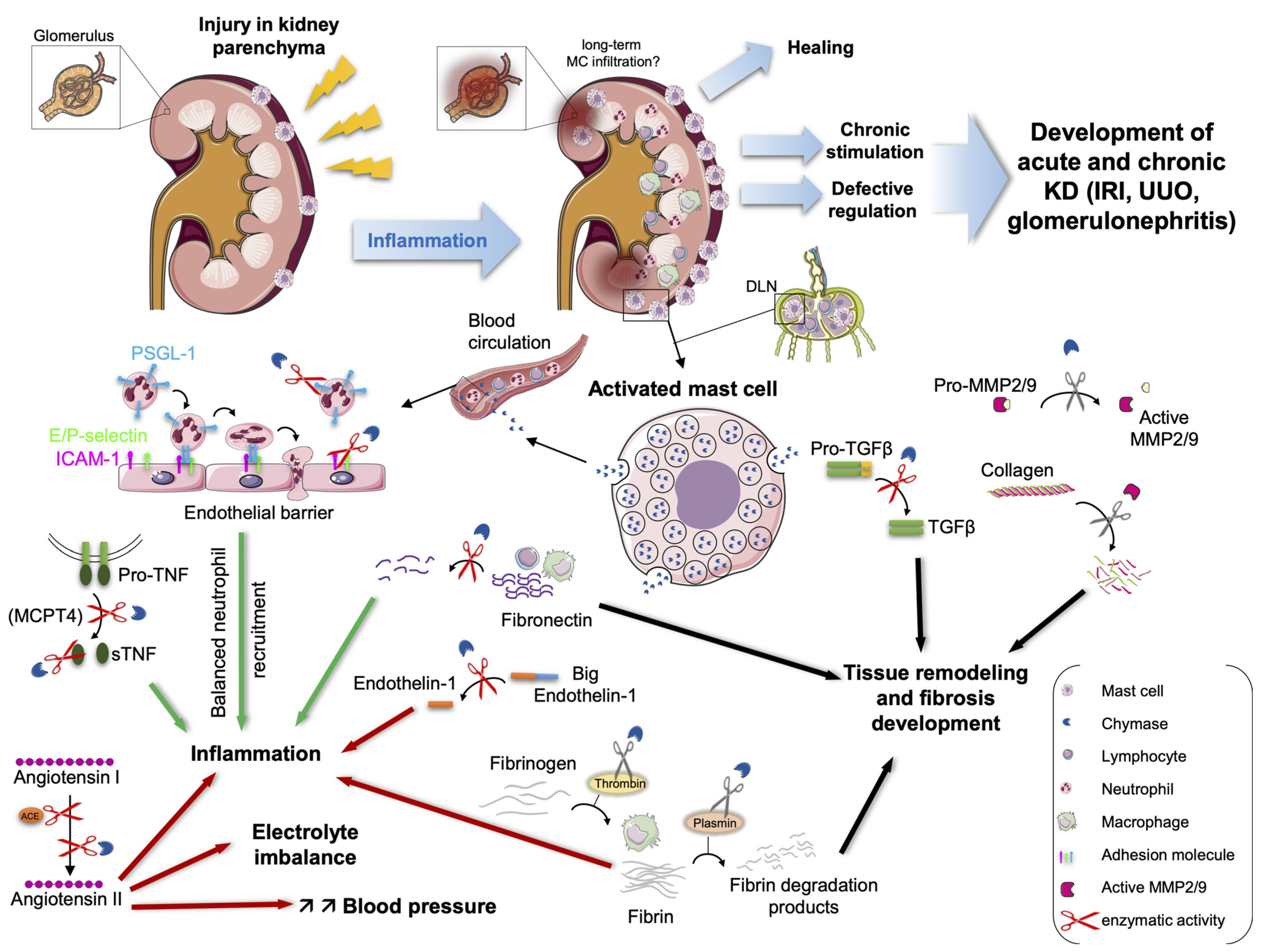 Ijms Free Full Text Mast Cell Chymase And Kidney Disease Html