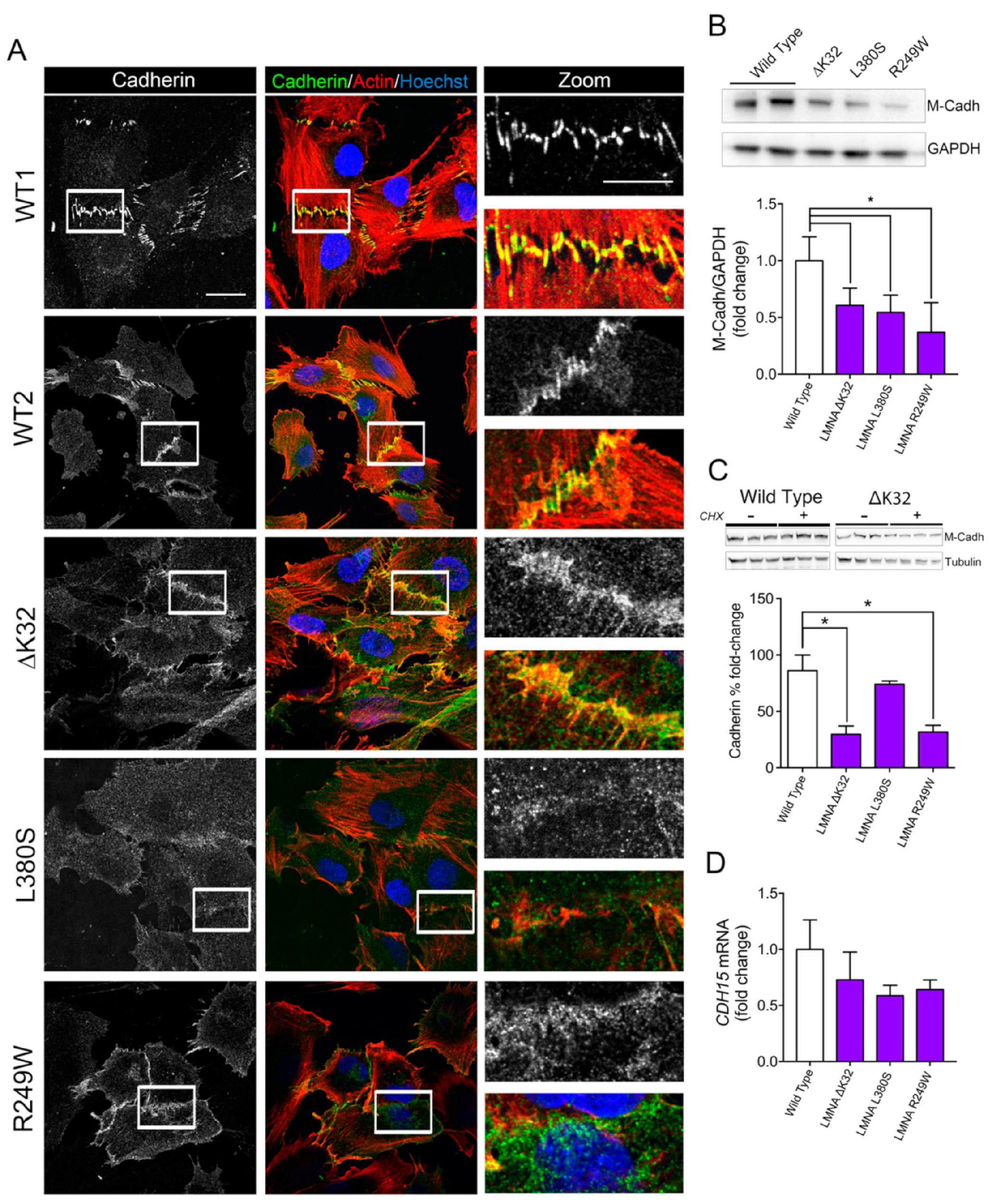 Ijms 22 00306 g002 Ijms 22 00306 g002