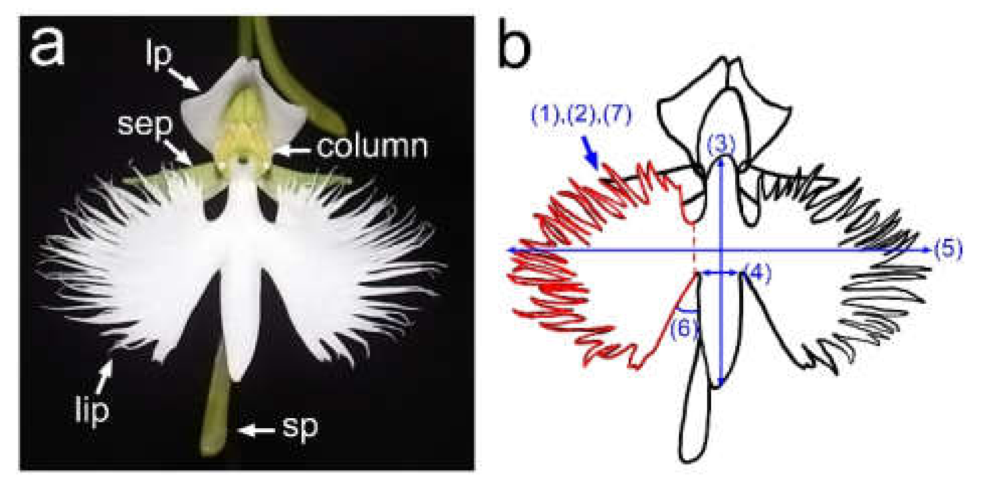 Ijms 22 00311 g001 Ijms 22 00311 g001