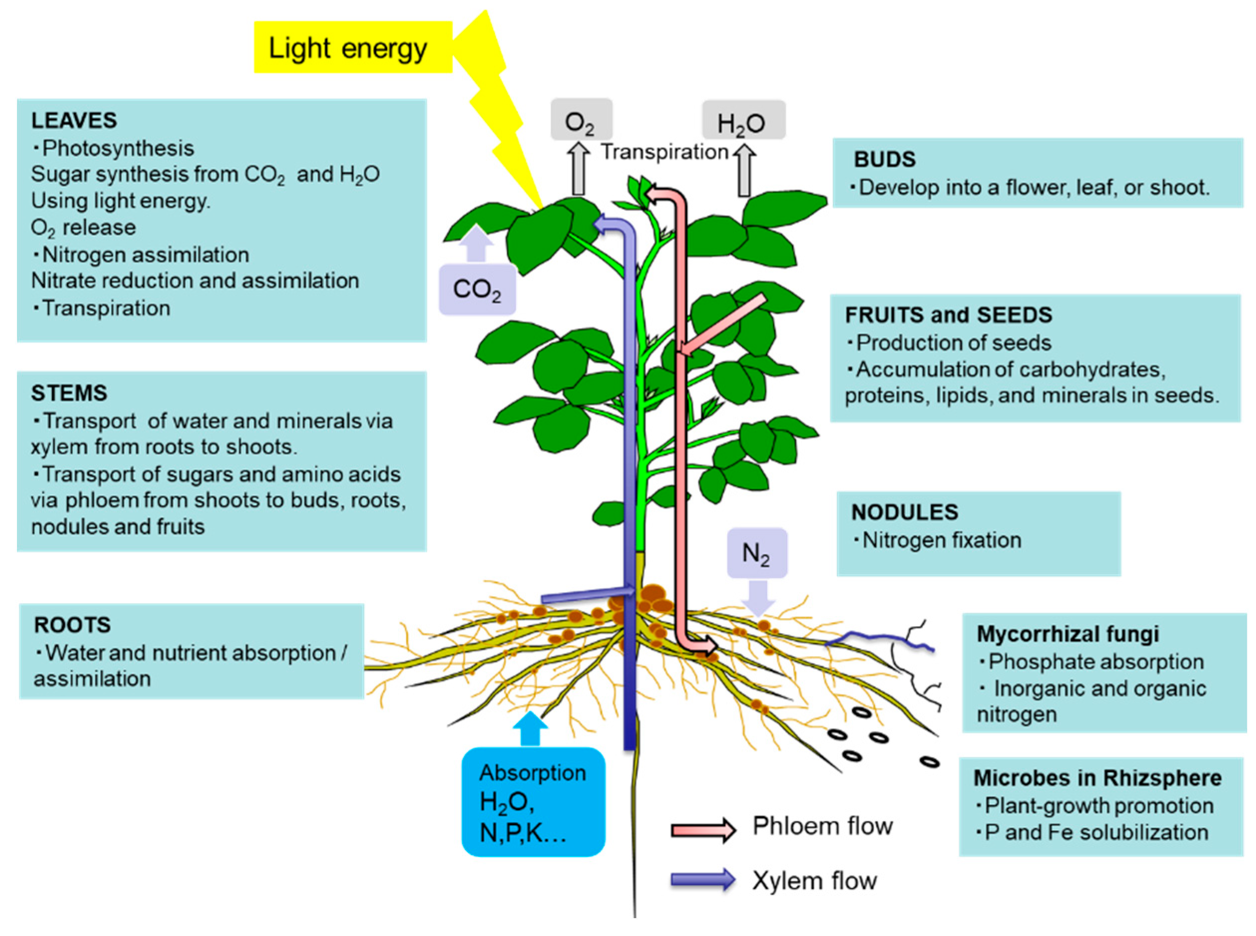 Ijms Free Full Text Recent Advances In Carbon And Nitrogen Metabolism In C3 Plants Html