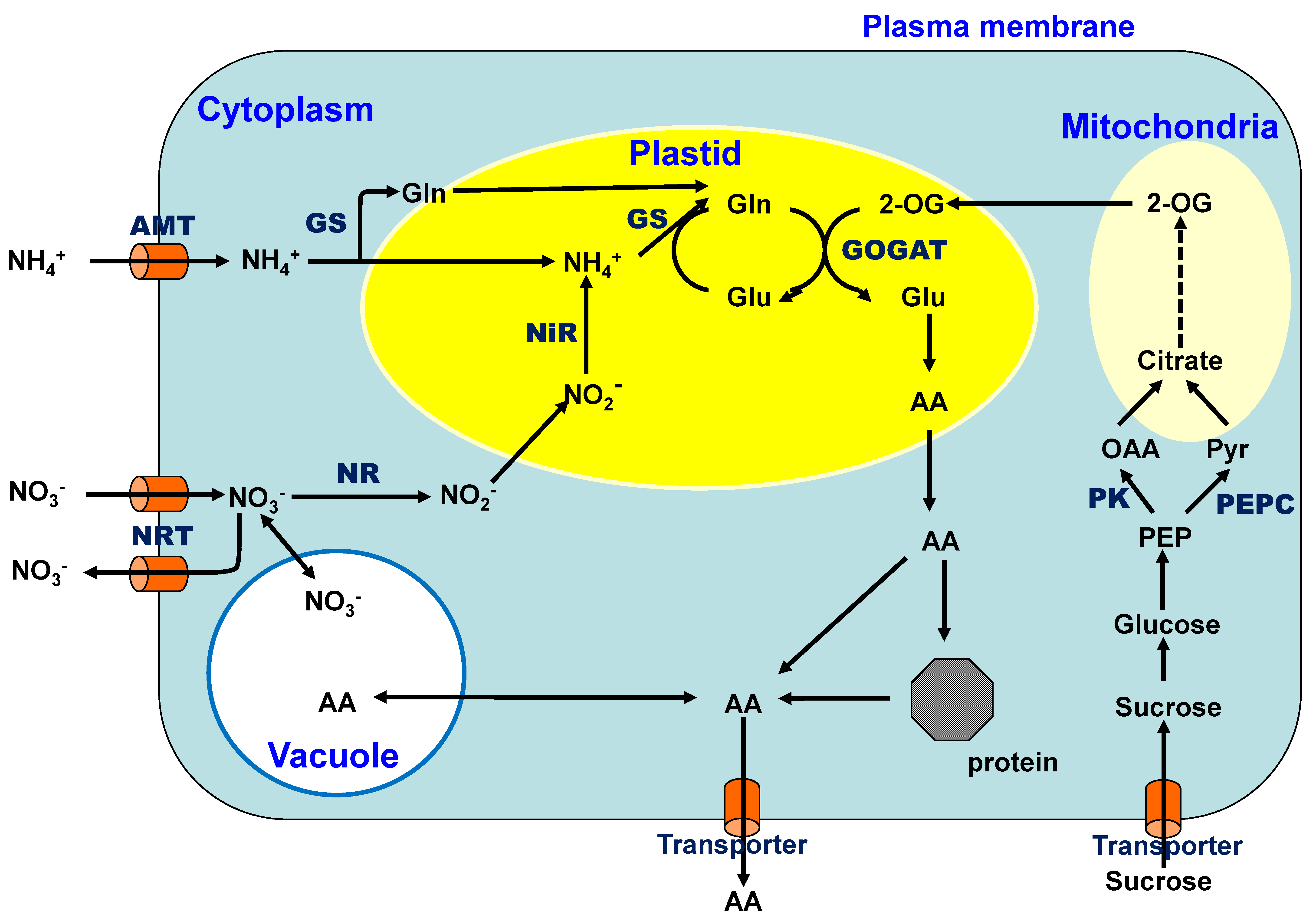Recent Advances in Carbon and Nitrogen Metabolism in C3 Plants