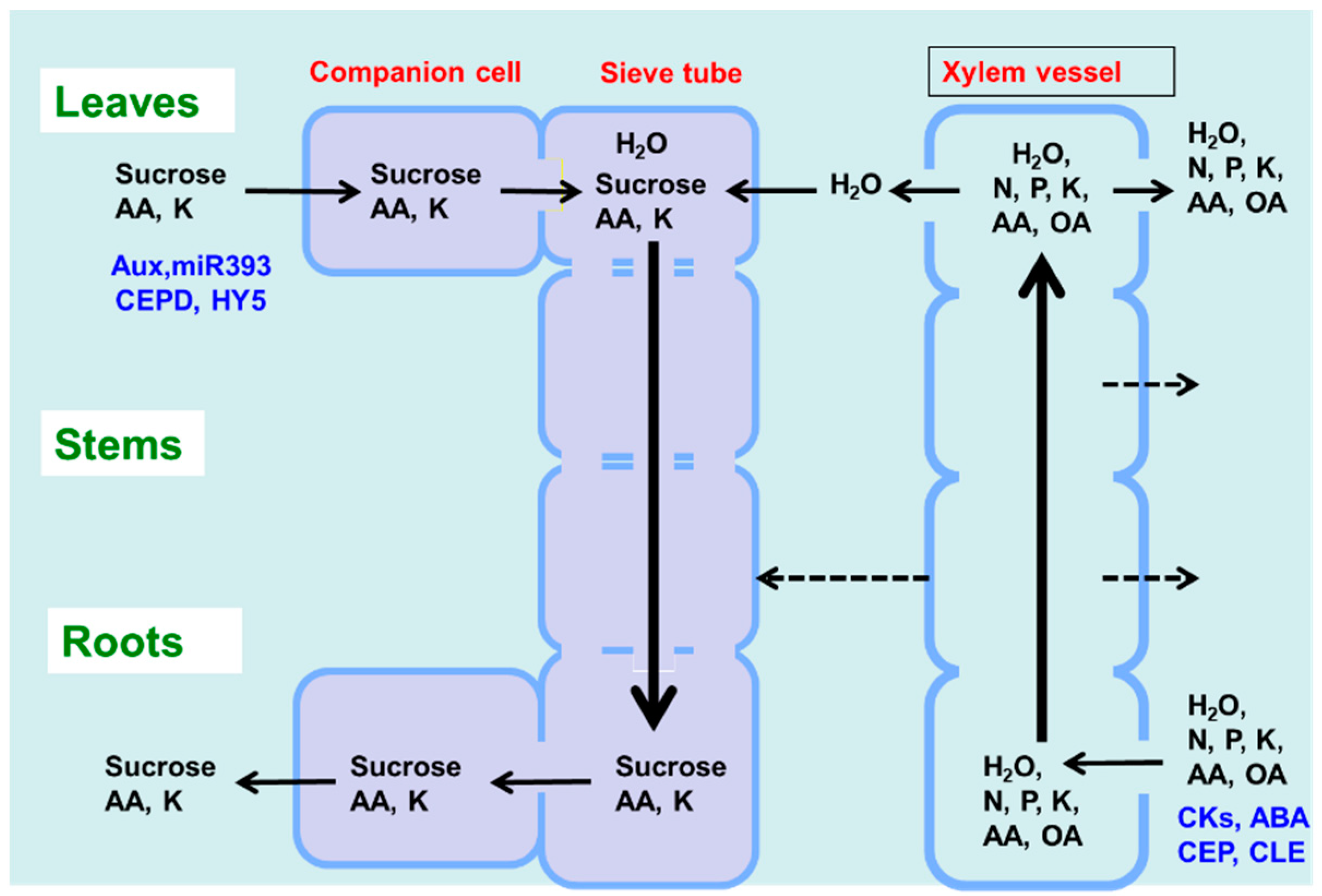 Ijms Free Full Text Recent Advances In Carbon And Nitrogen Metabolism In C3 Plants Html