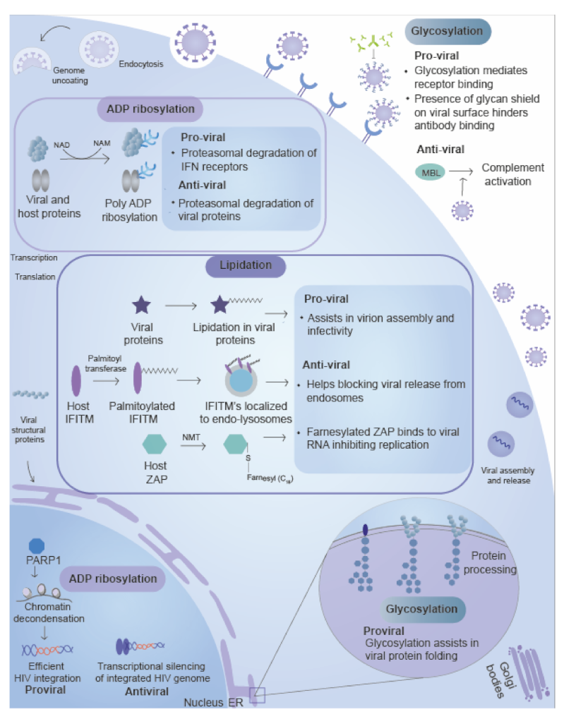 Ijms 22 00323 g003 Ijms 22 00323 g003