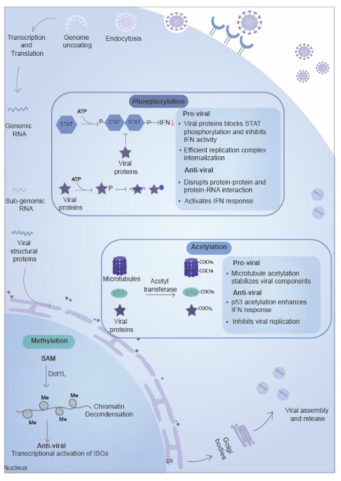 Ijms 22 00323 g004 Ijms 22 00323 g004