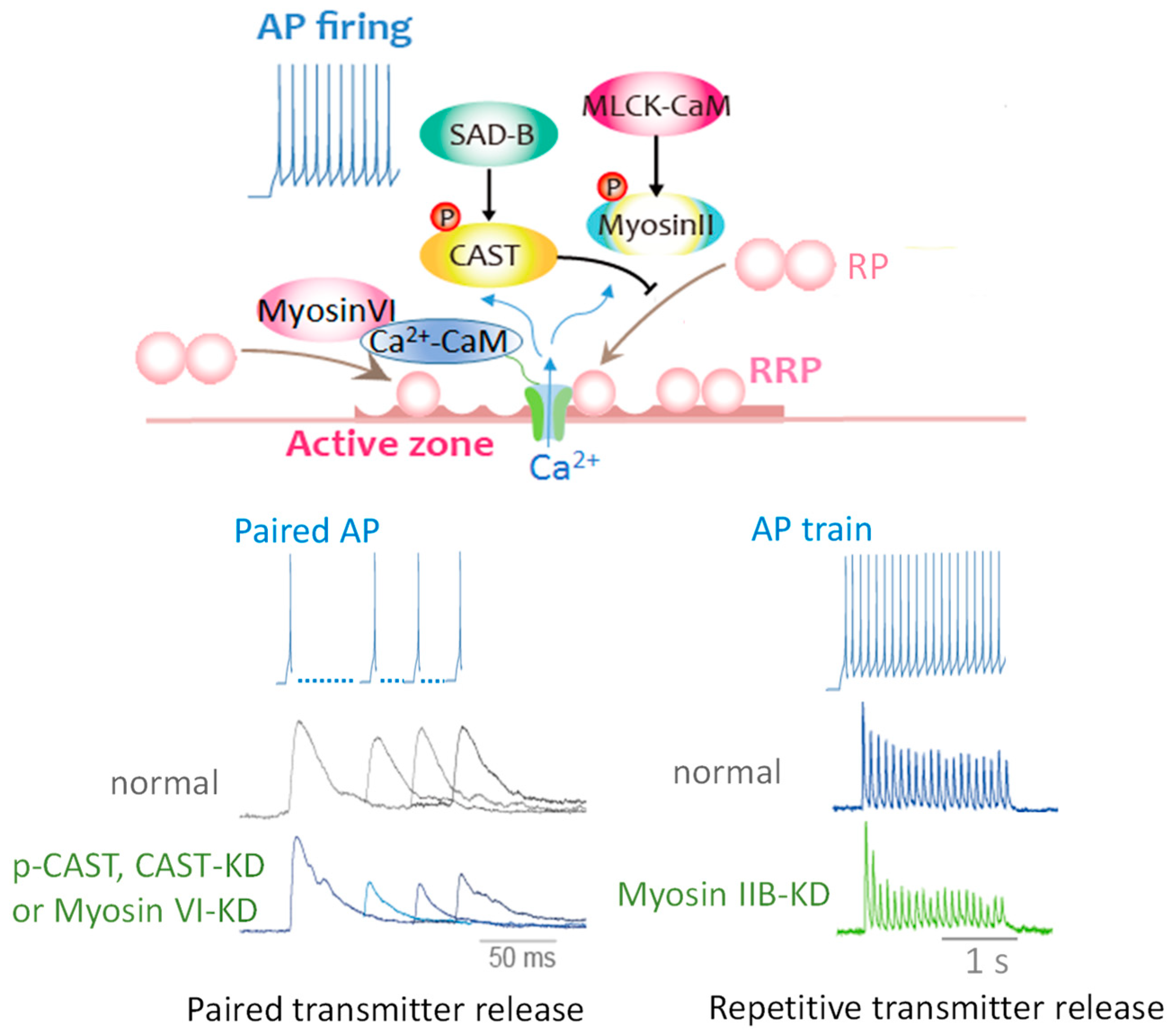 Ijms 22 00327 g007 Ijms 22 00327 g007