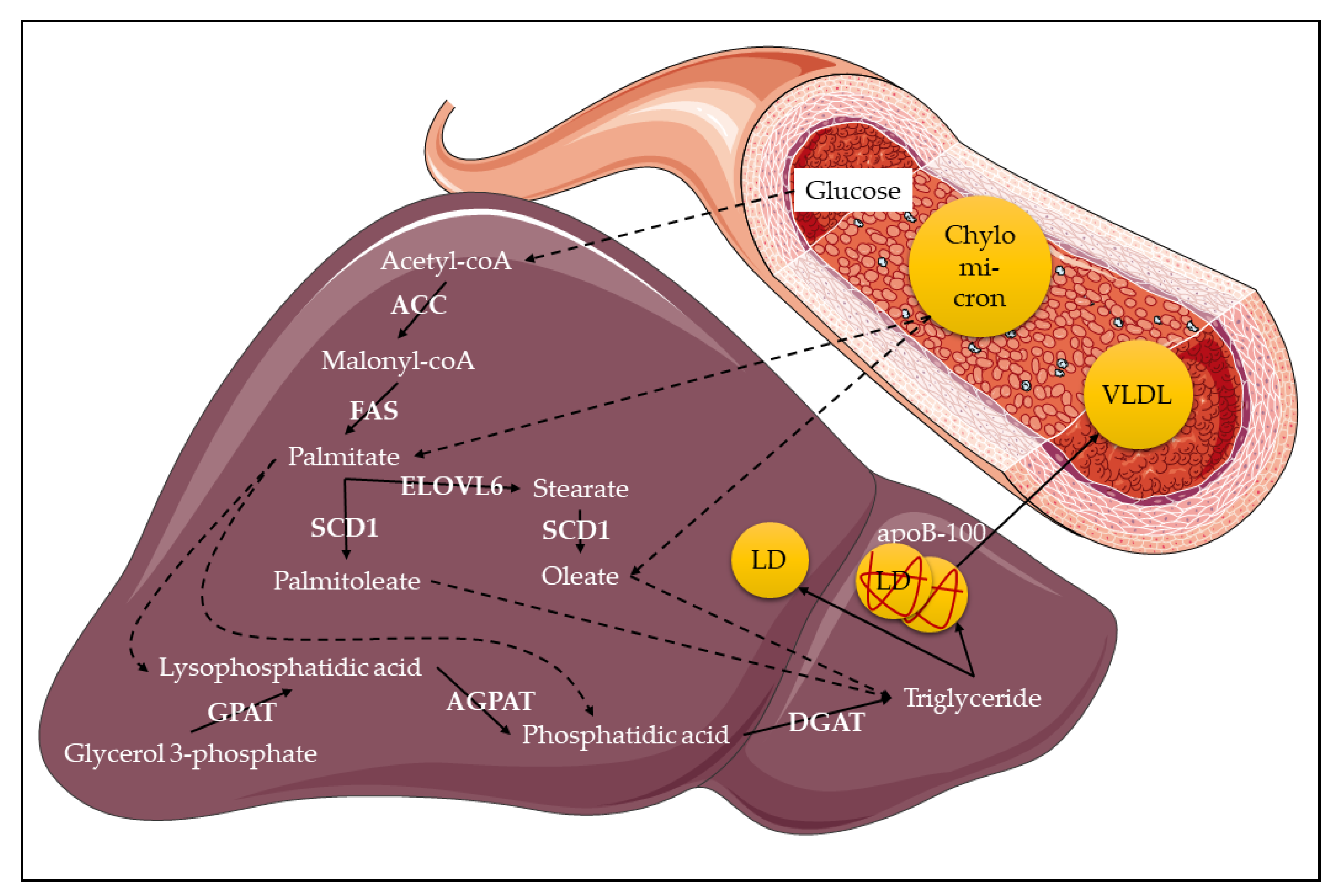 Ijms 22 00330 g002 Ijms 22 00330 g002