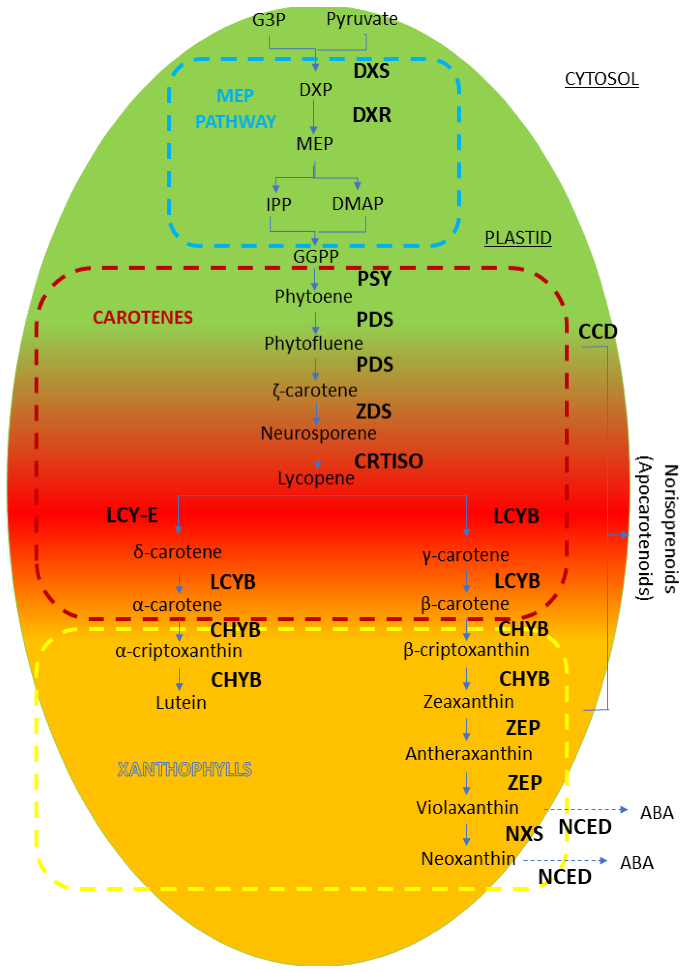 ijms free full text molecular bases of fruit quality in prunus species an integrated genomic transcriptomic and metabolic review with a breeding perspective html