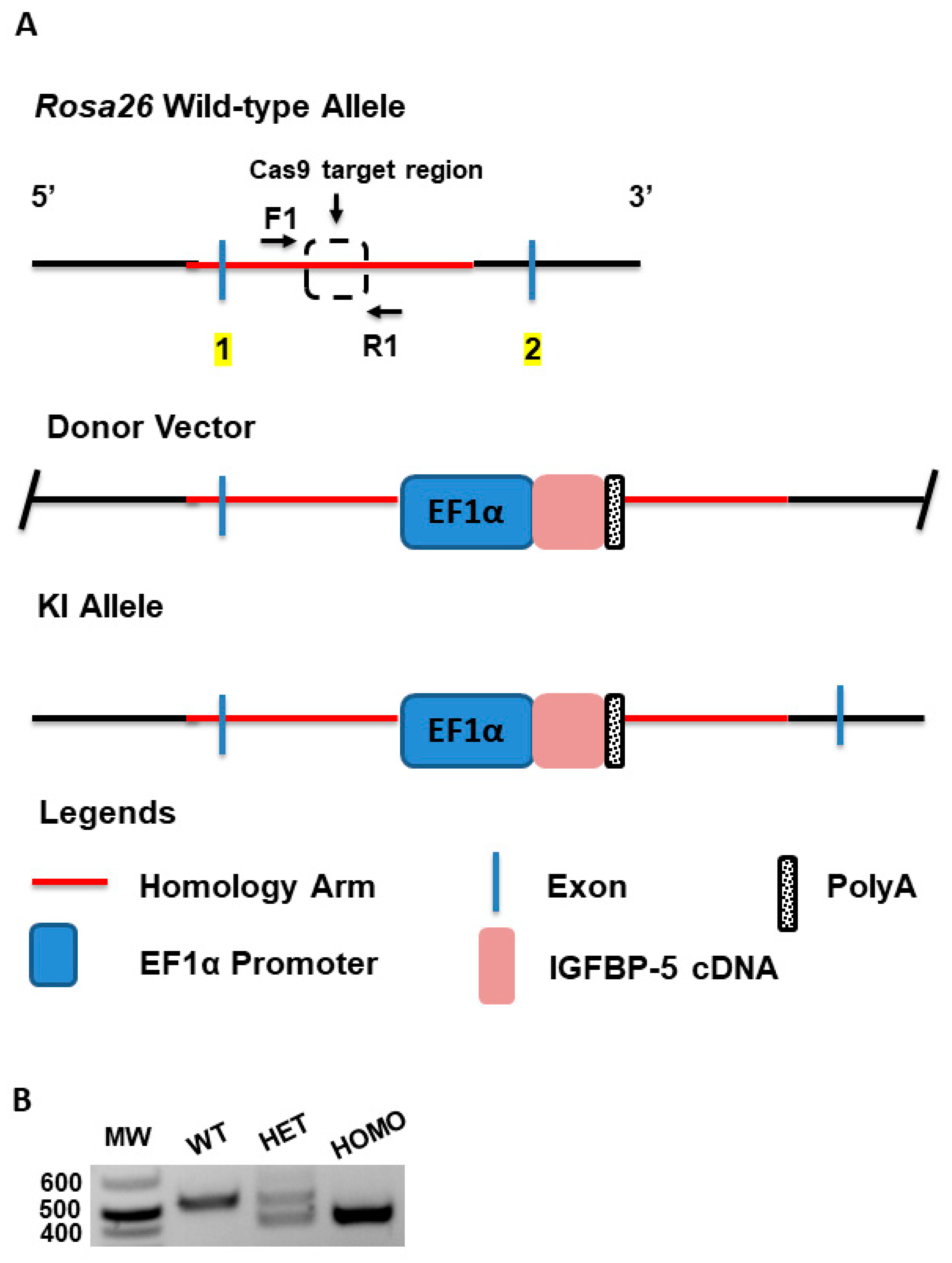 Ijms 22 00335 g001 Ijms 22 00335 g001