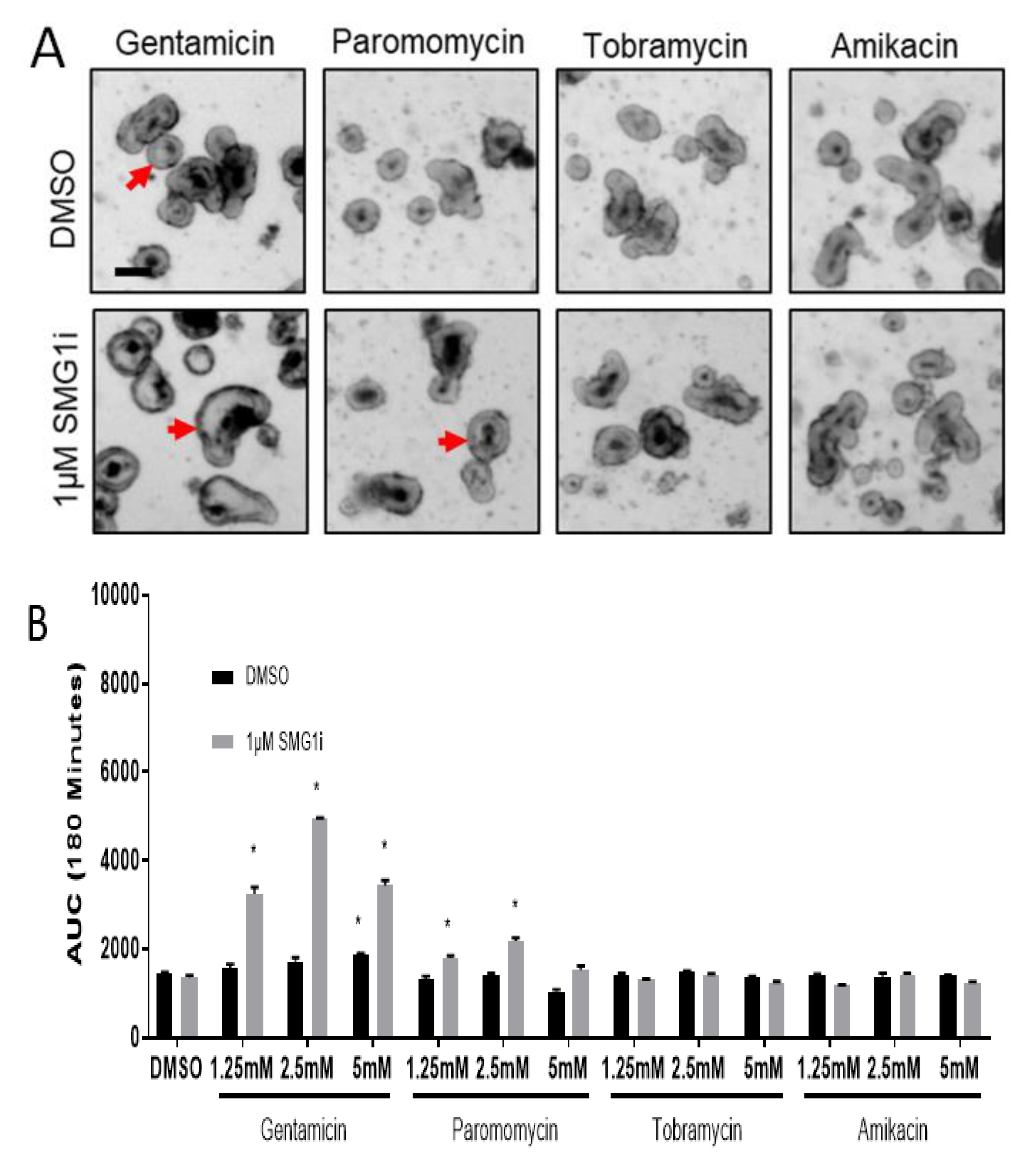 Ijms 22 00344 g004a Ijms 22 00344 g004a