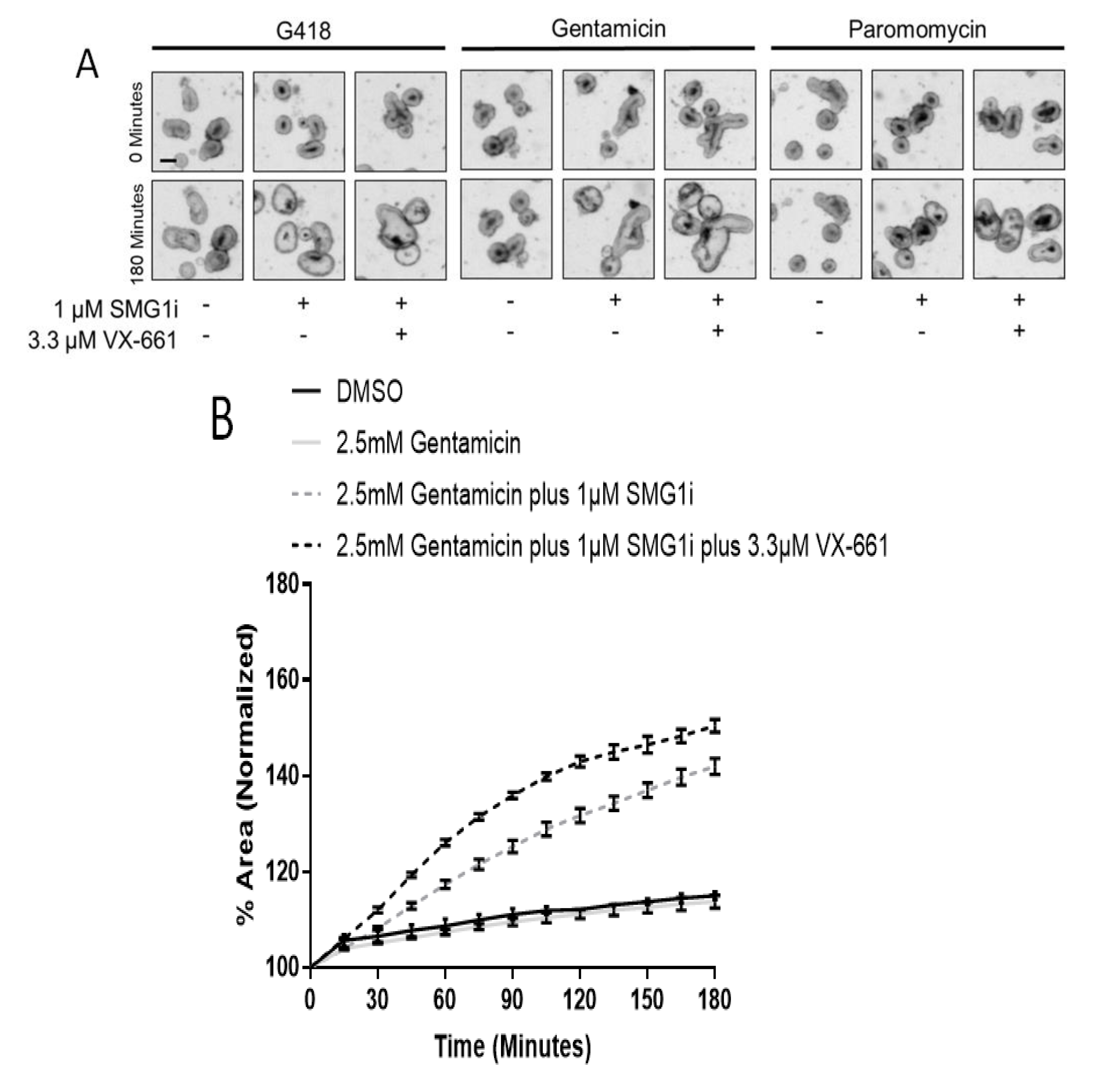 Ijms 22 00344 g007a Ijms 22 00344 g007a