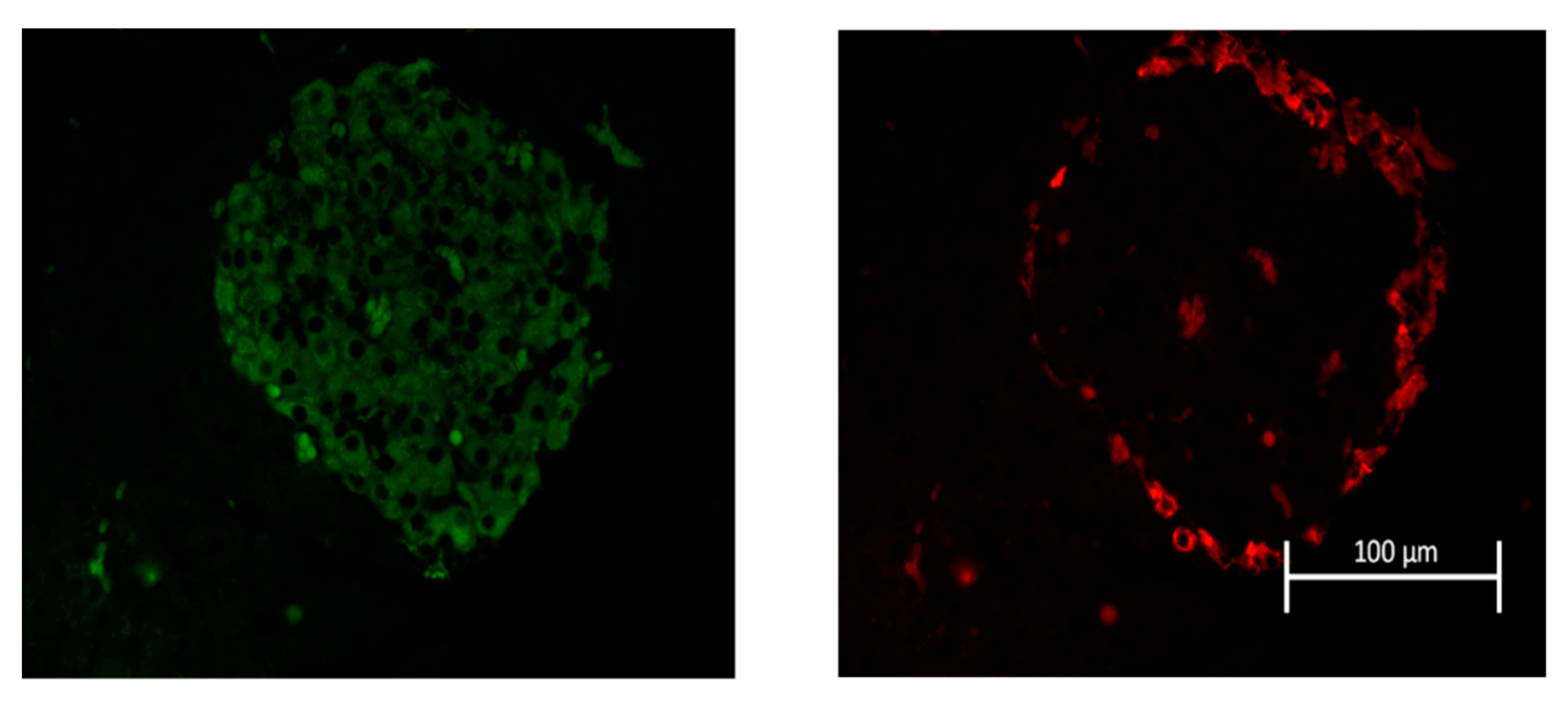 Ijms 22 00360 g007 Ijms 22 00360 g007