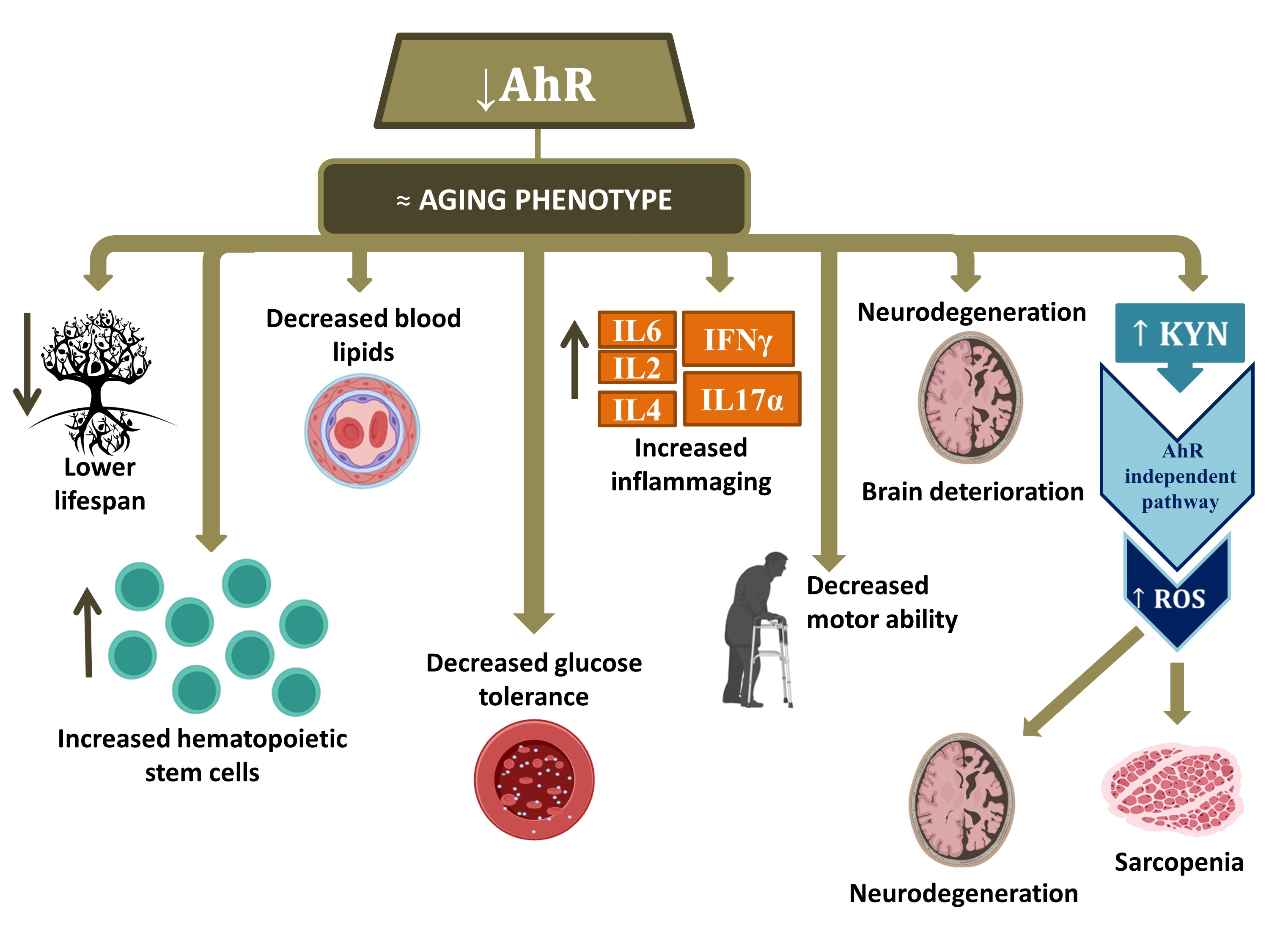 epigenetice anti-imbatranire