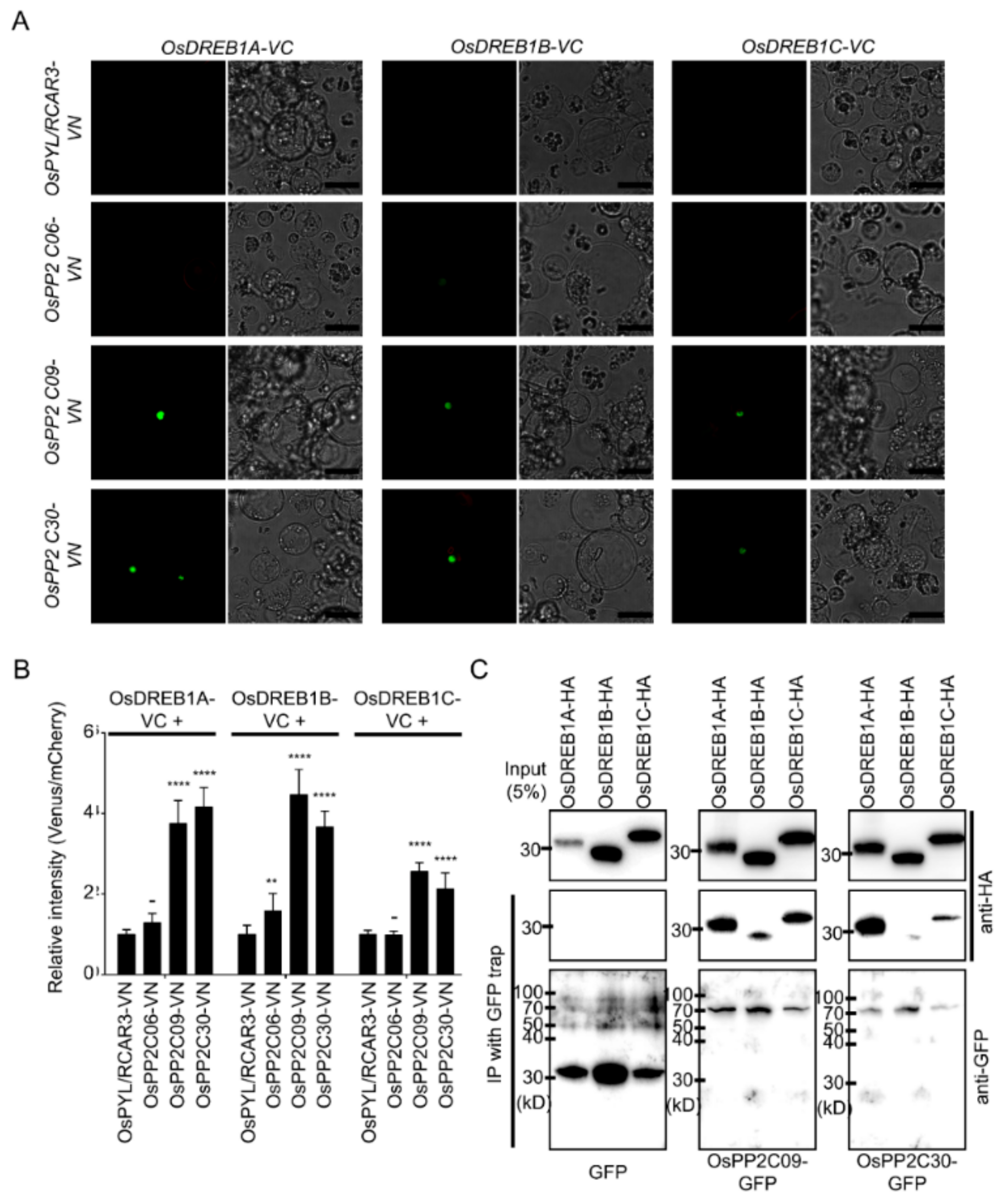 Ijms 22 00393 g007 Ijms 22 00393 g007