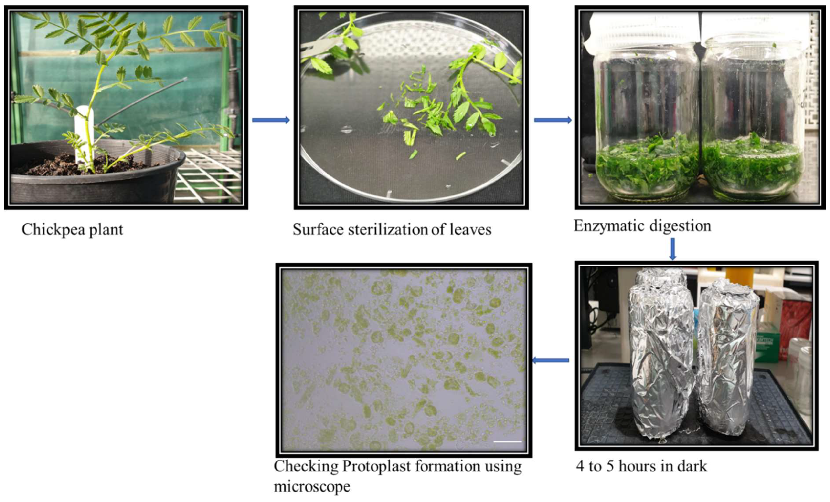 Ijms 22 00396 g004 Ijms 22 00396 g004