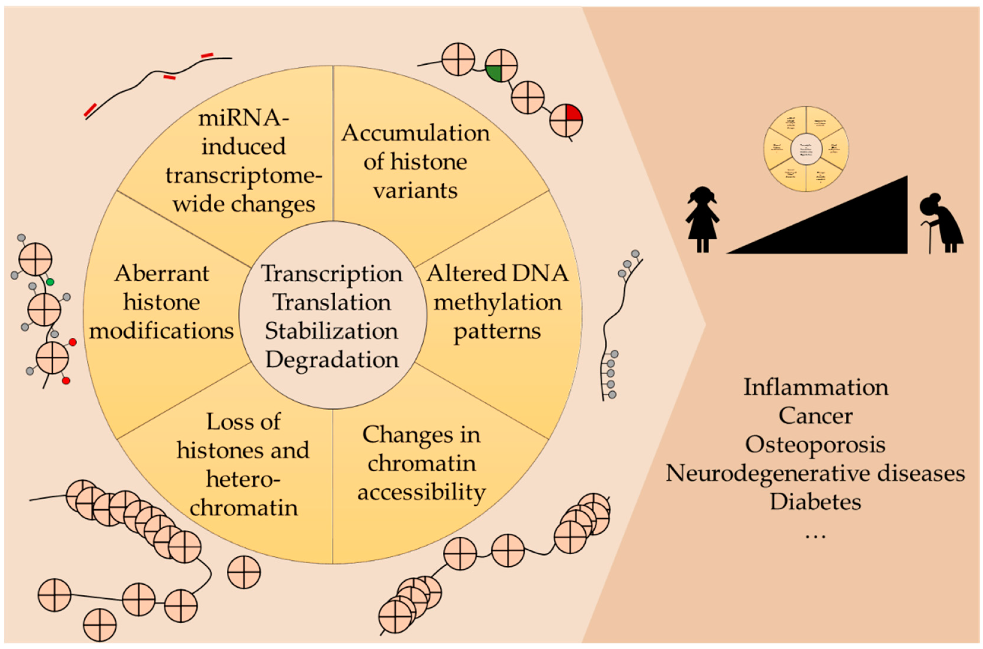 The Power and Potential of Epigenetic Aging Clocks