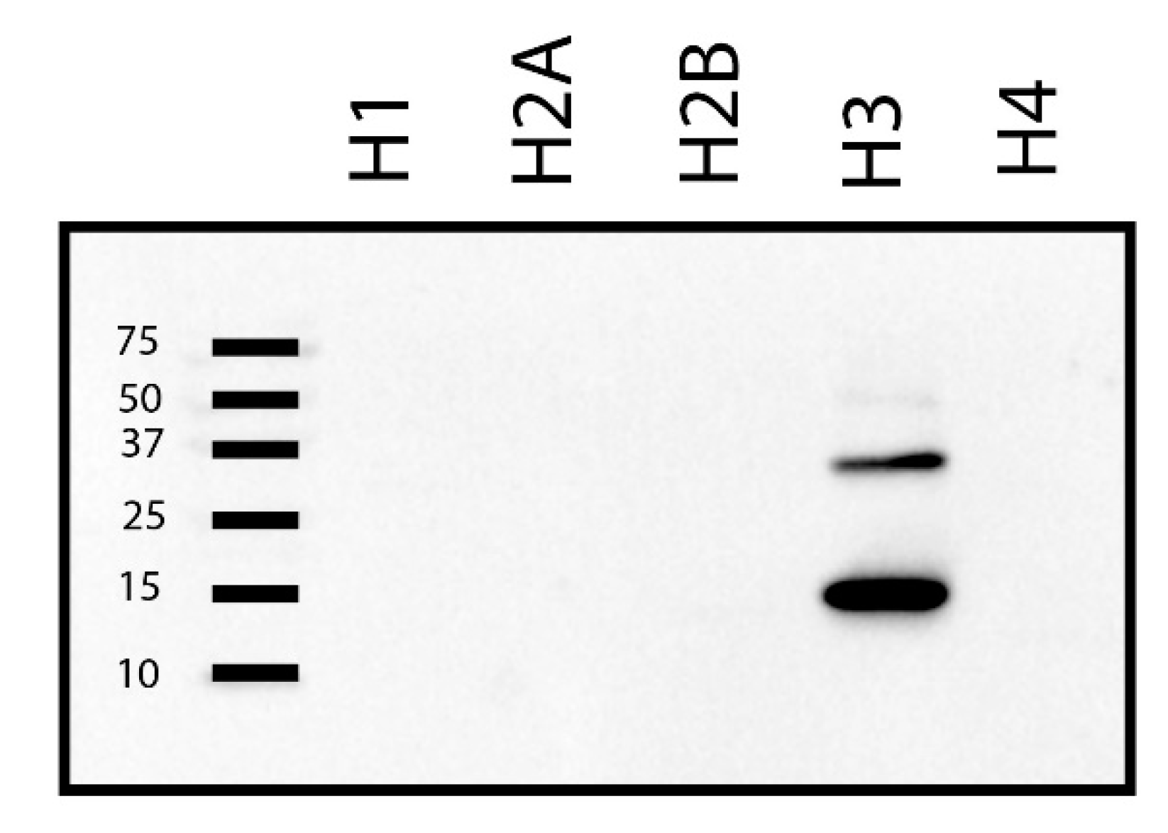 Ijms 22 00407 g002 Ijms 22 00407 g002