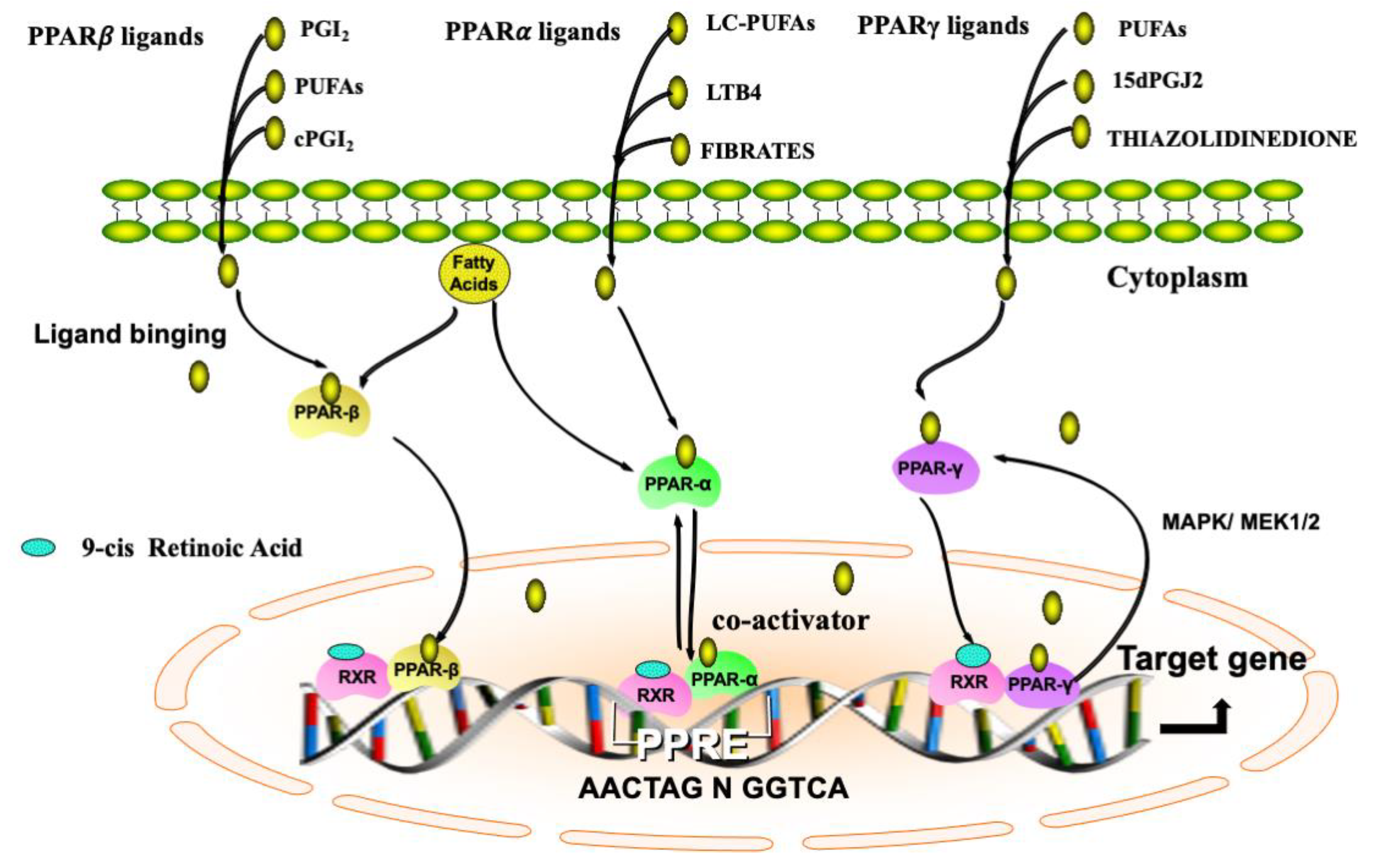 Ijms 22 00433 g001 Ijms 22 00433 g001