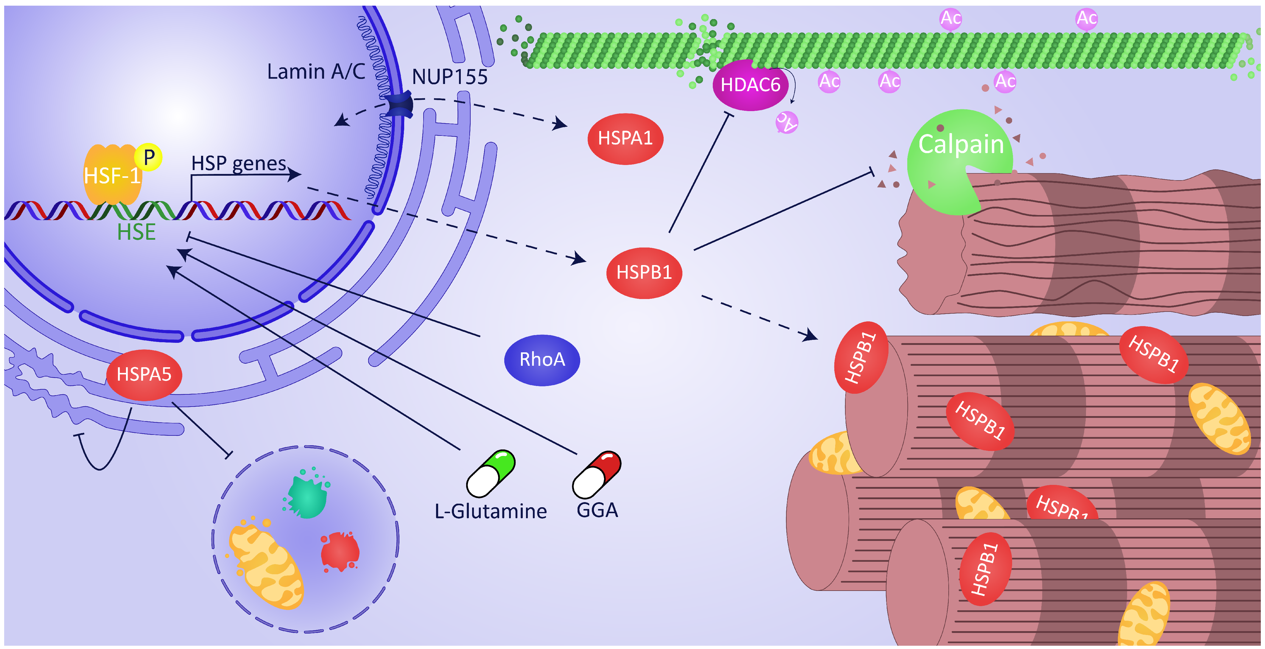 Cardioprotective Role of Heat Shock Proteins in Atrial