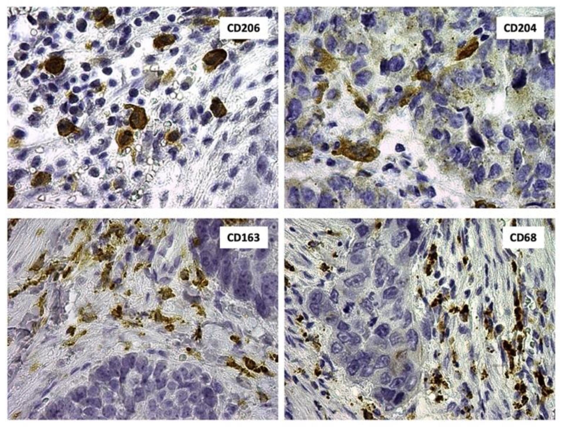 Ijms 22 00450 g002 Ijms 22 00450 g002