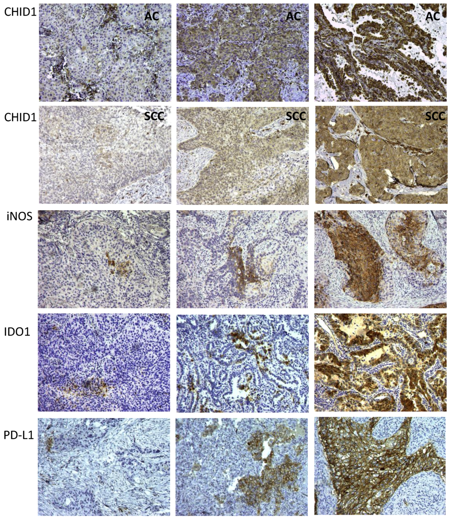 Ijms 22 00450 g005 Ijms 22 00450 g005