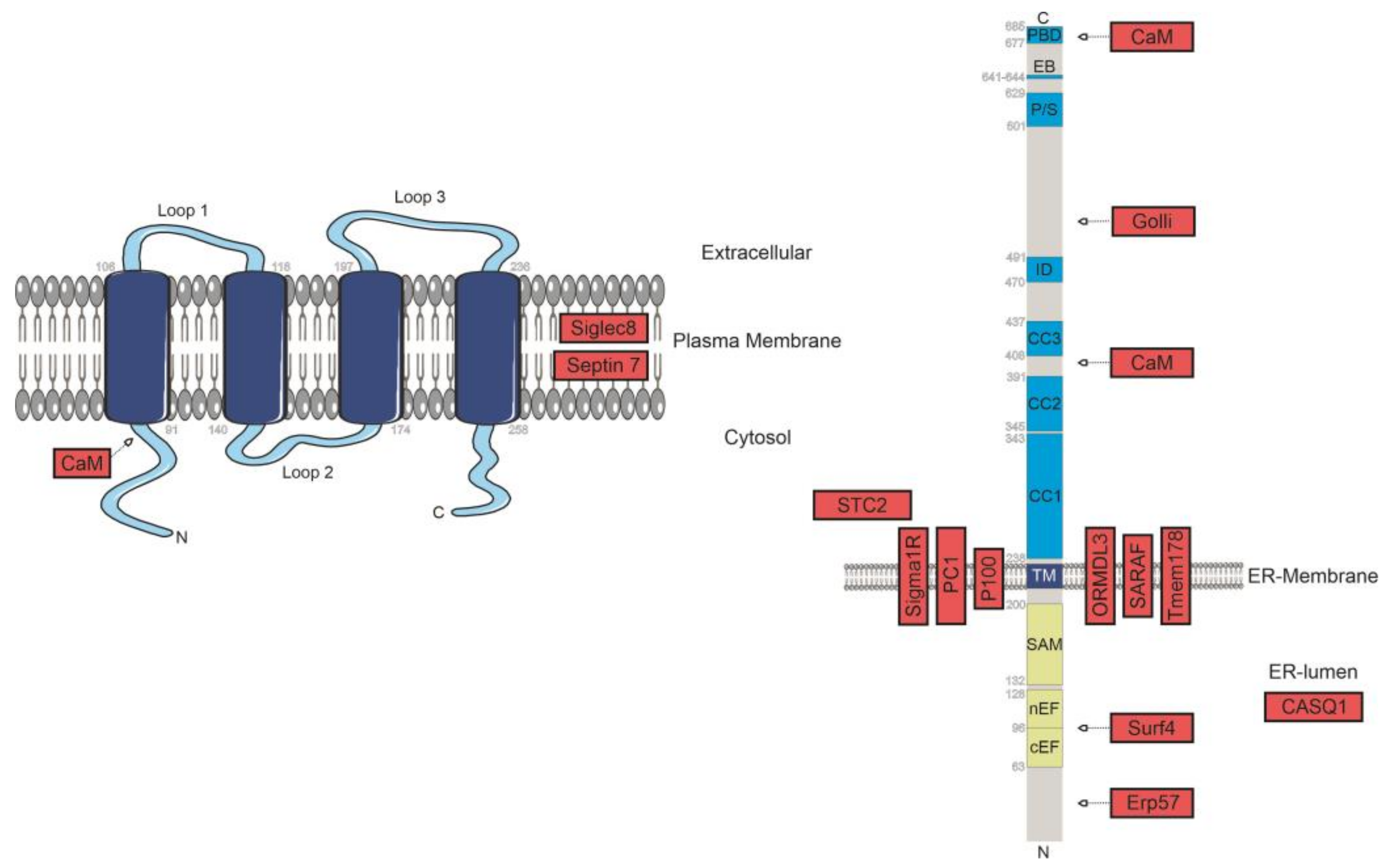 Ijms 22 00471 g002 Ijms 22 00471 g002