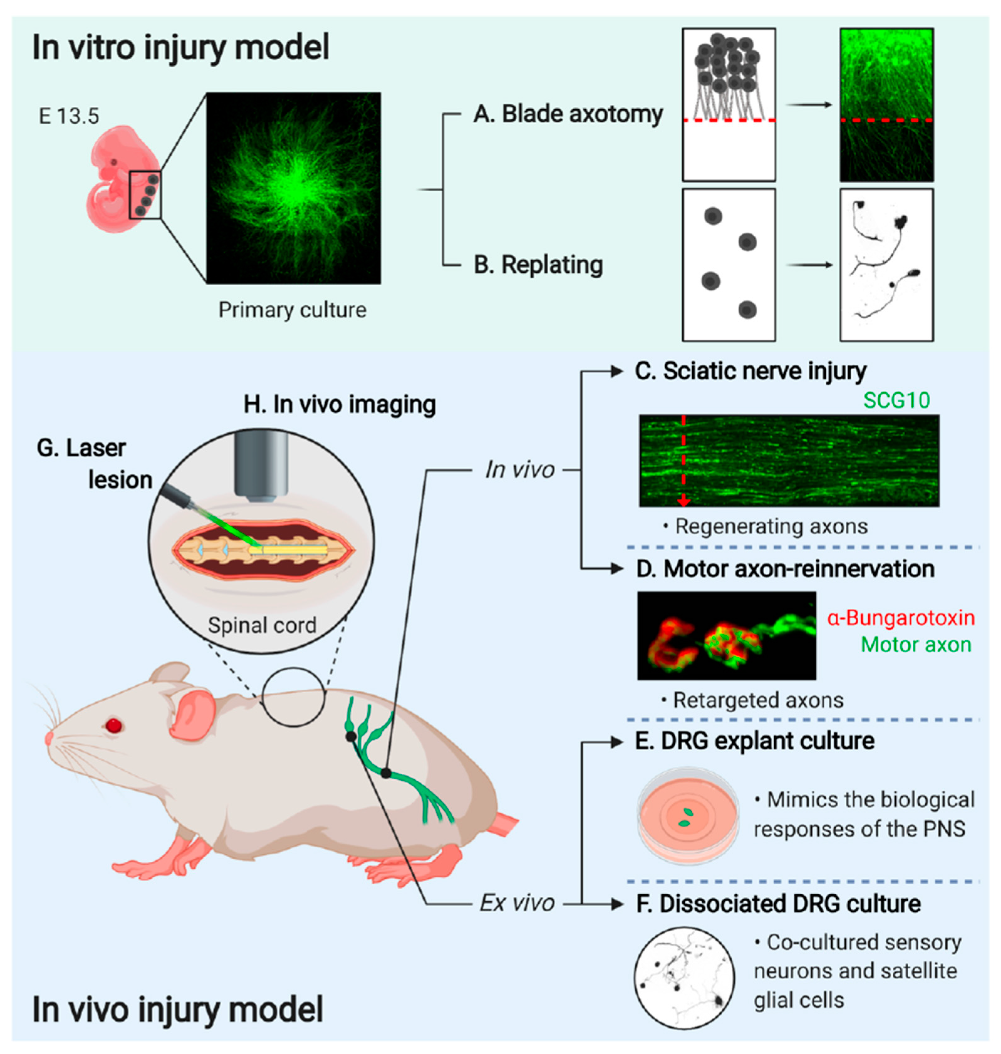 Ijms 22 00474 g002 Ijms 22 00474 g002
