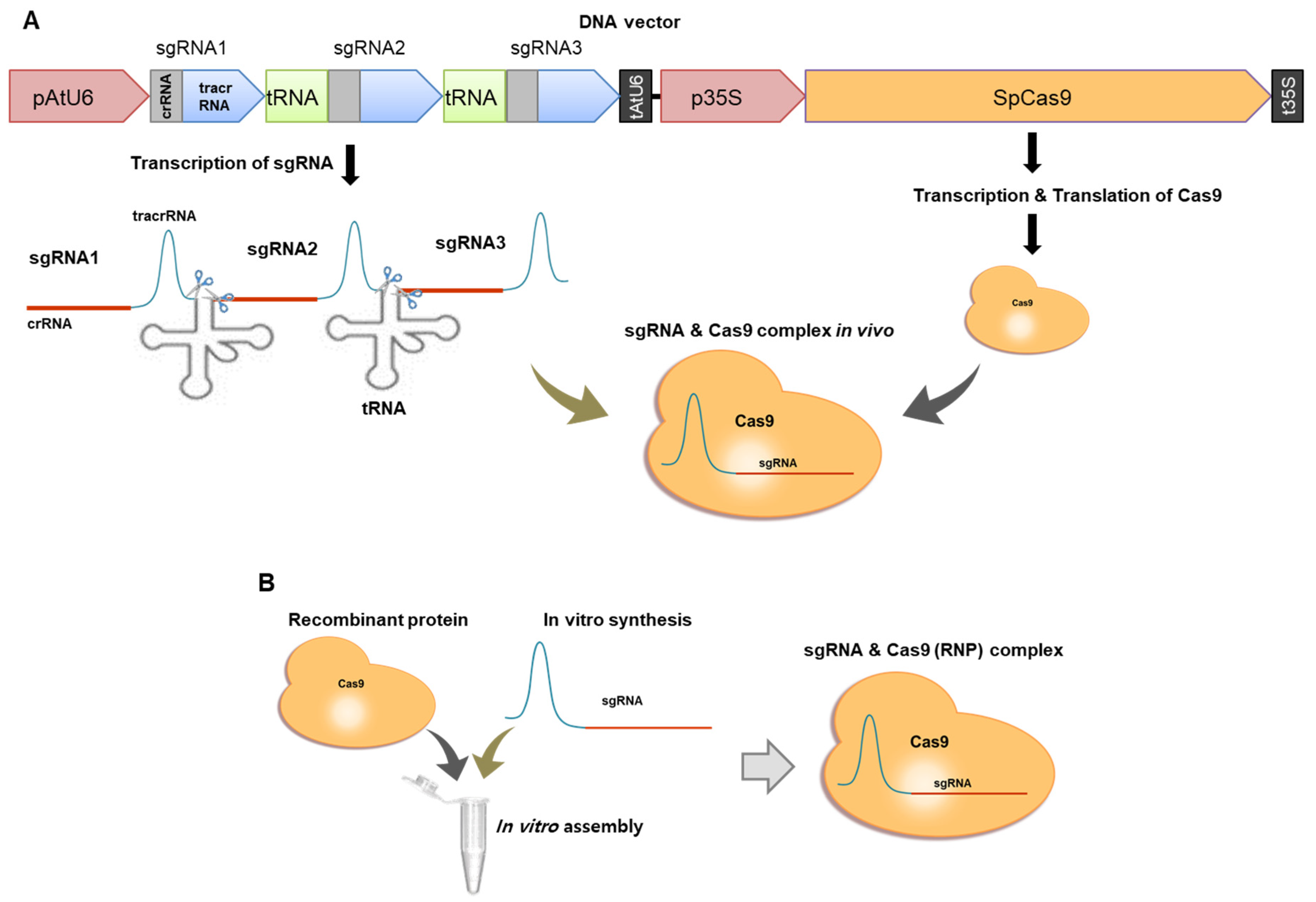 Ijms 22 00480 g002 Ijms 22 00480 g002