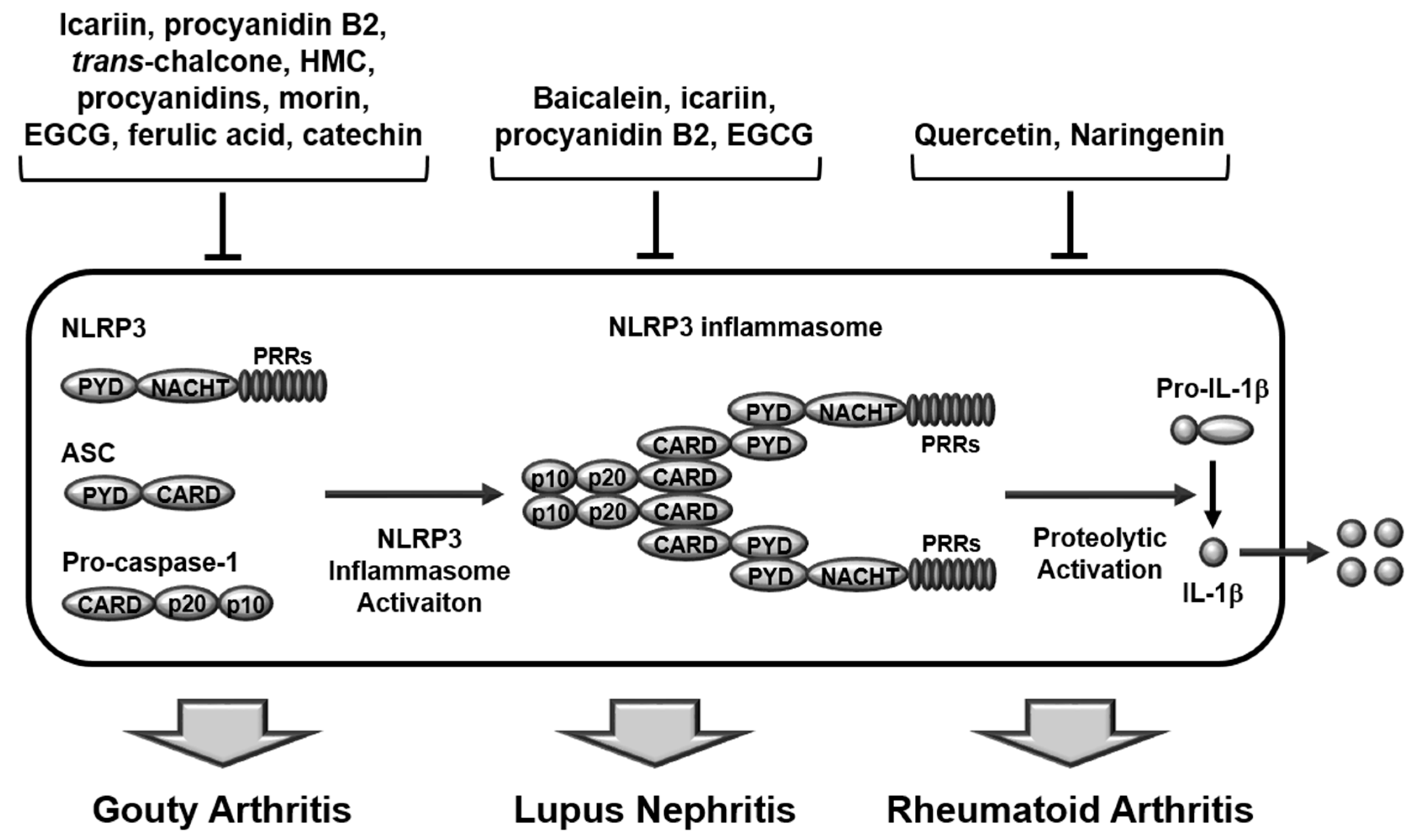 Ijms 22 00488 g001 Ijms 22 00488 g001