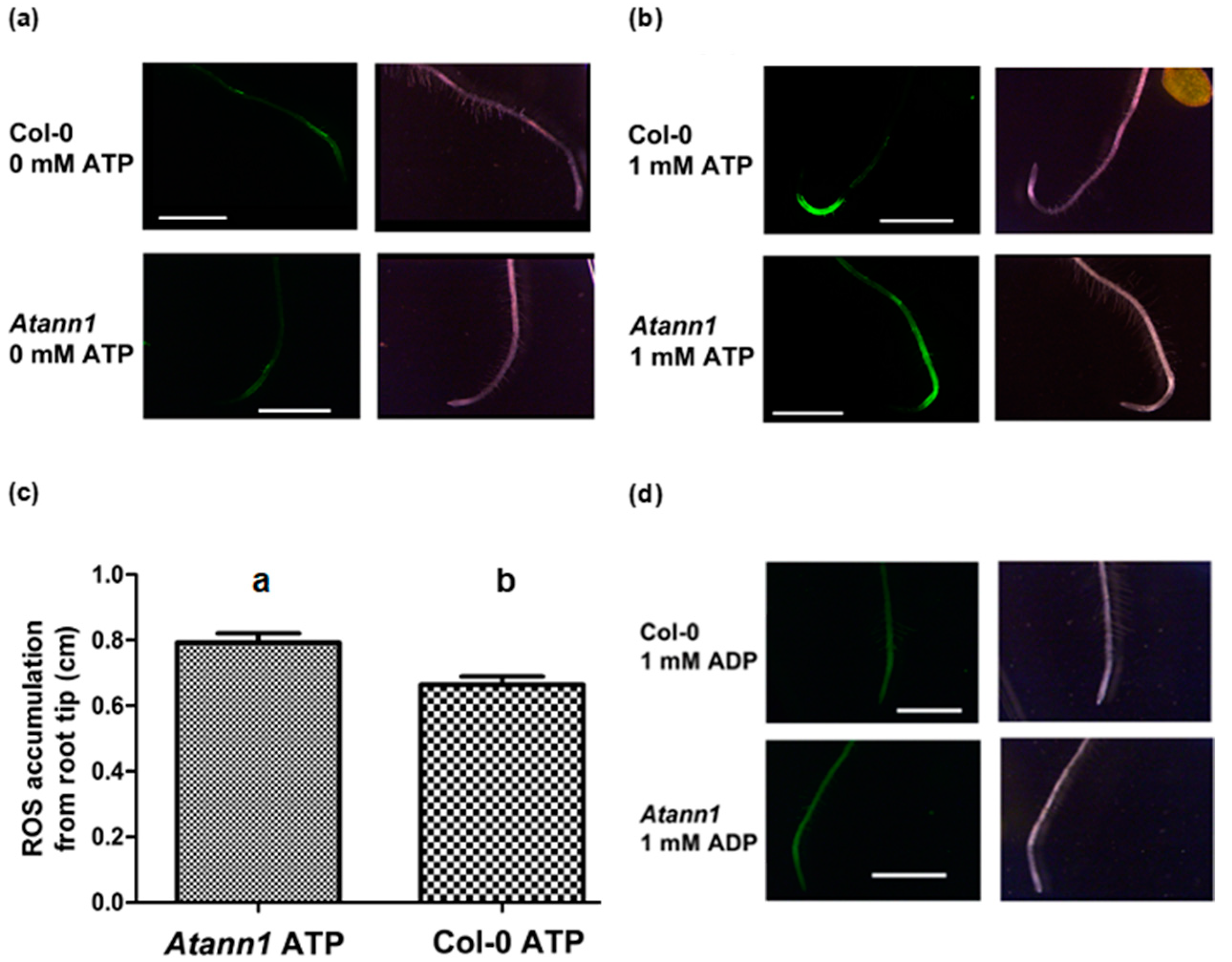 Ijms 22 00494 g005 Ijms 22 00494 g005