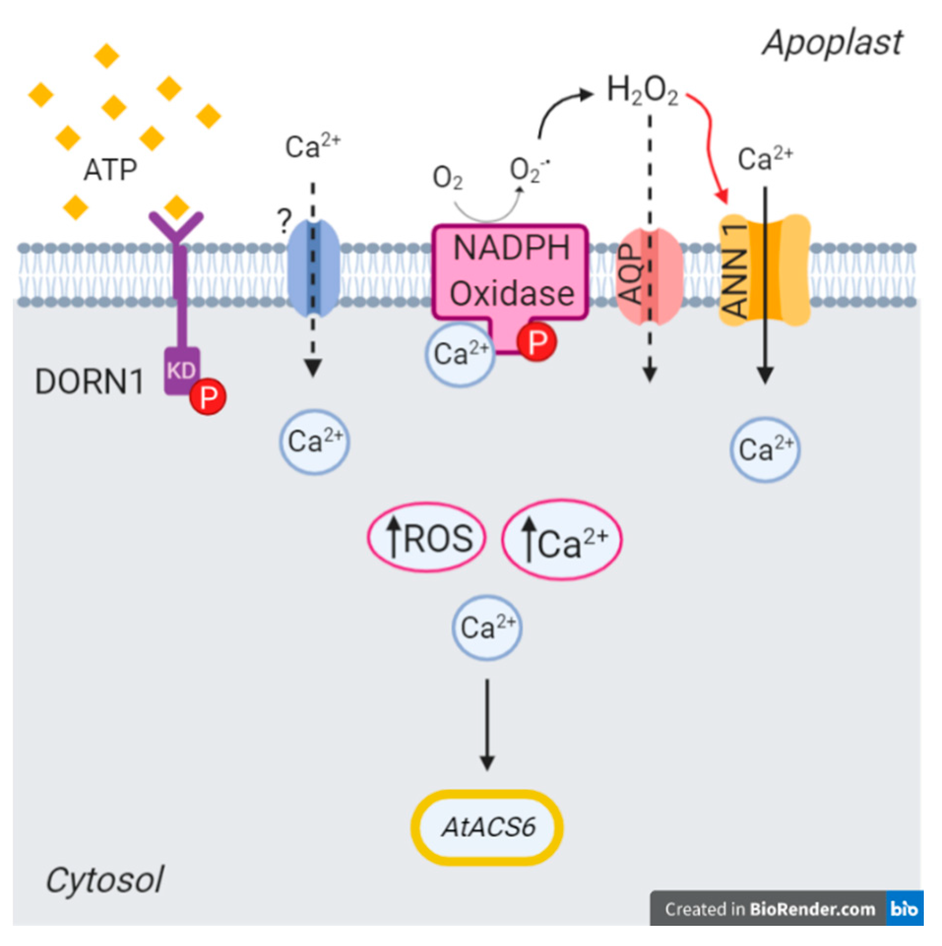 Ijms 22 00494 g011 Ijms 22 00494 g011