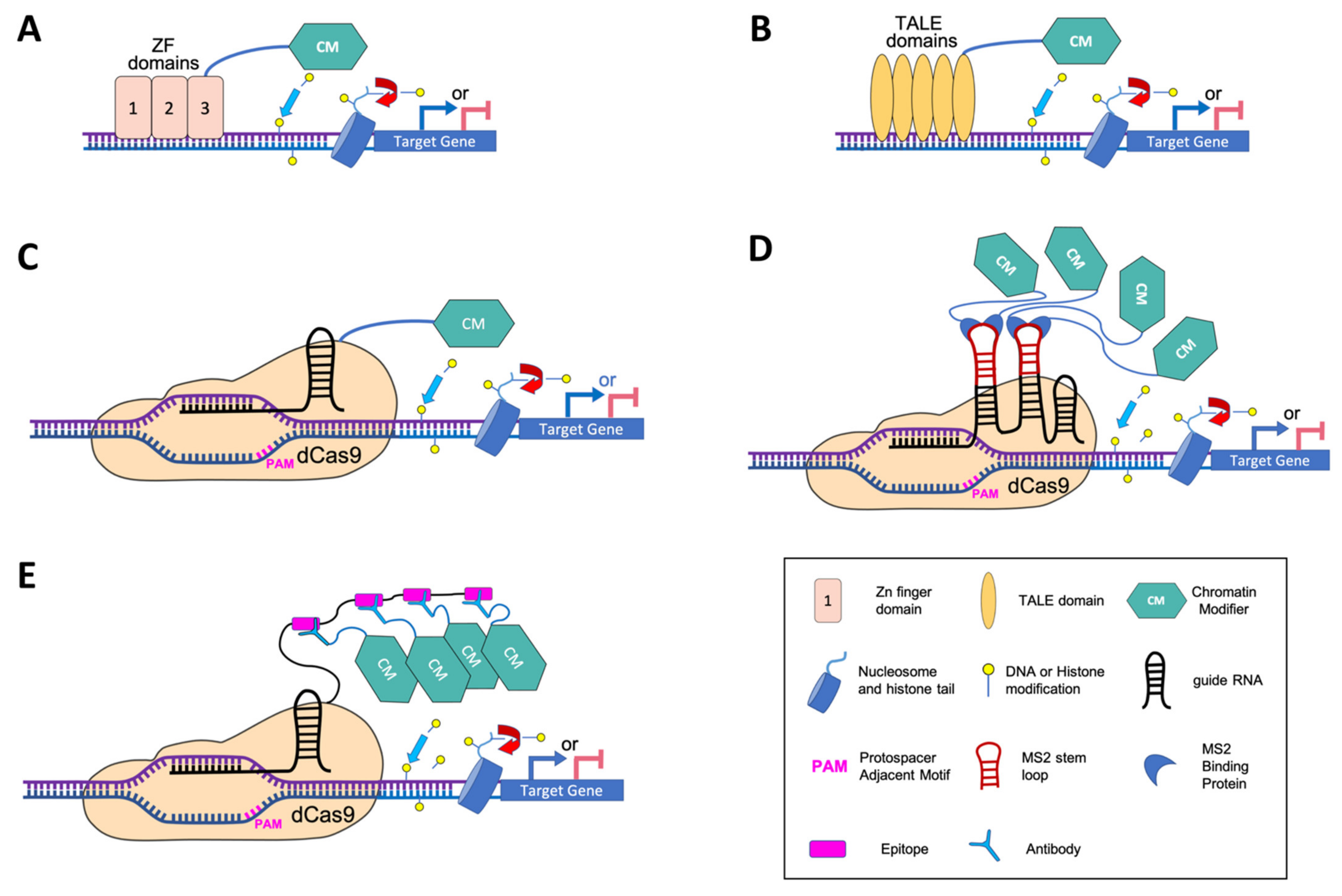 Ijms 22 00512 g001 Ijms 22 00512 g001