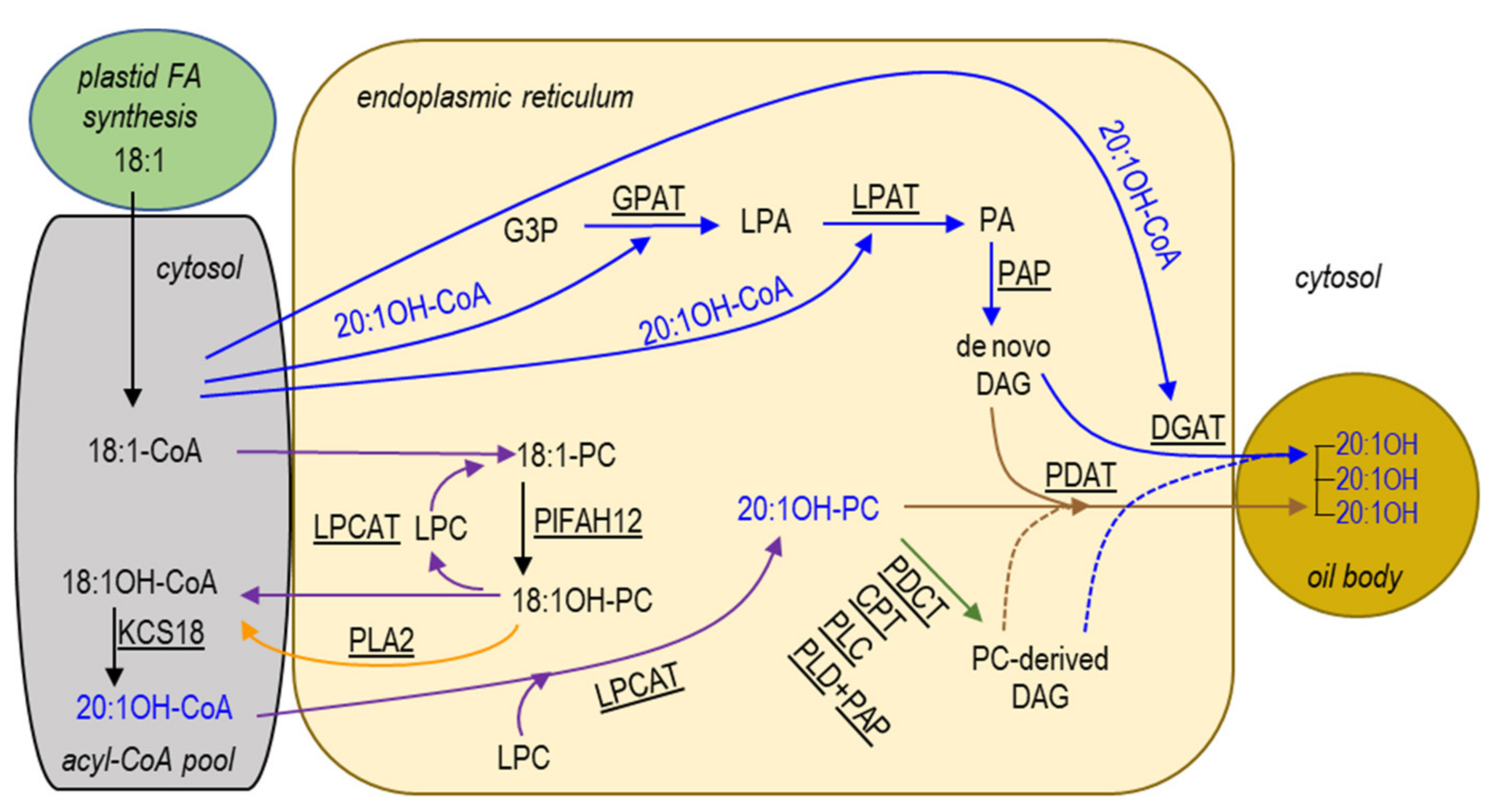 Ijms 22 00514 g001 Ijms 22 00514 g001