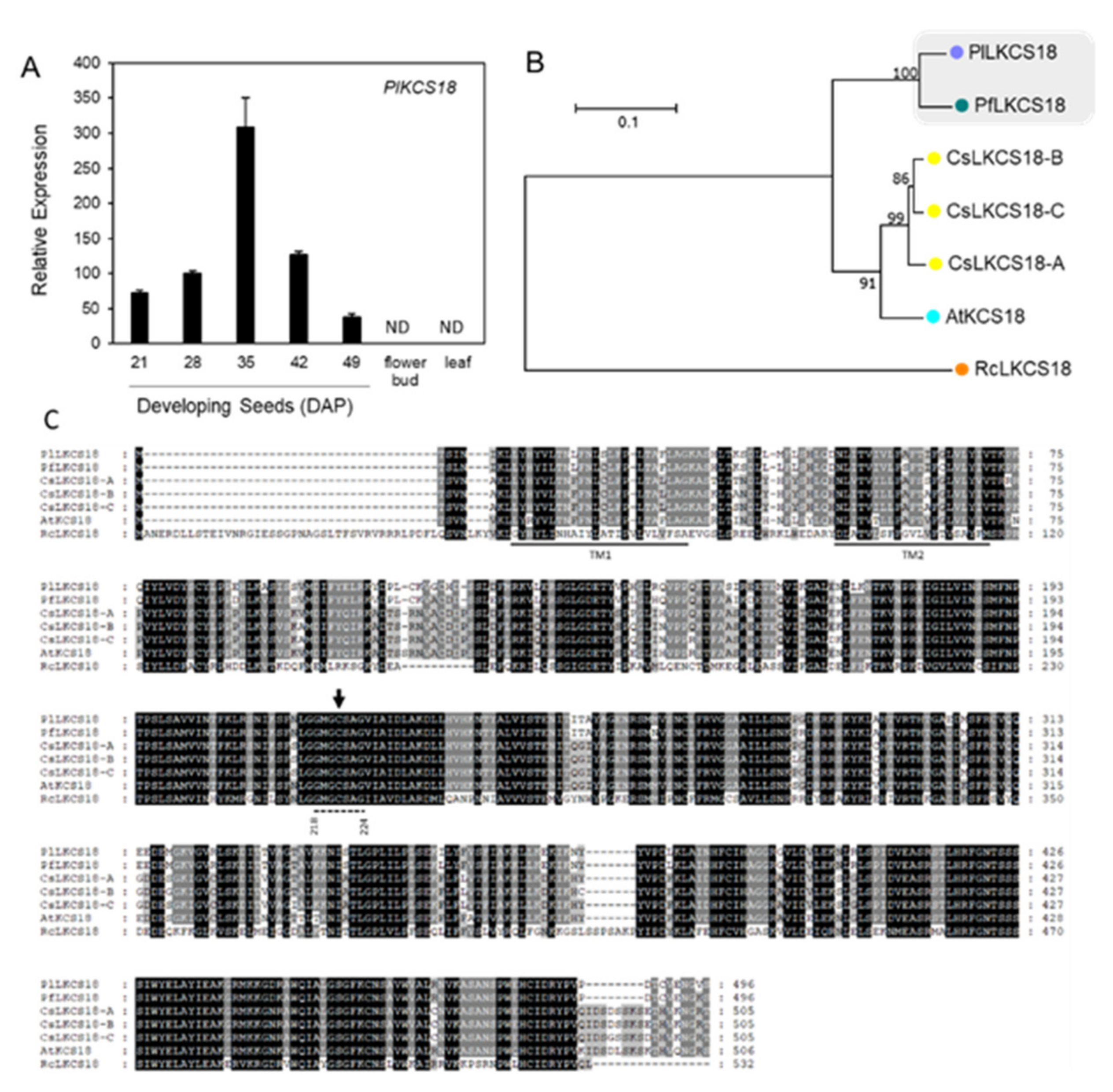 Ijms 22 00514 g006 Ijms 22 00514 g006