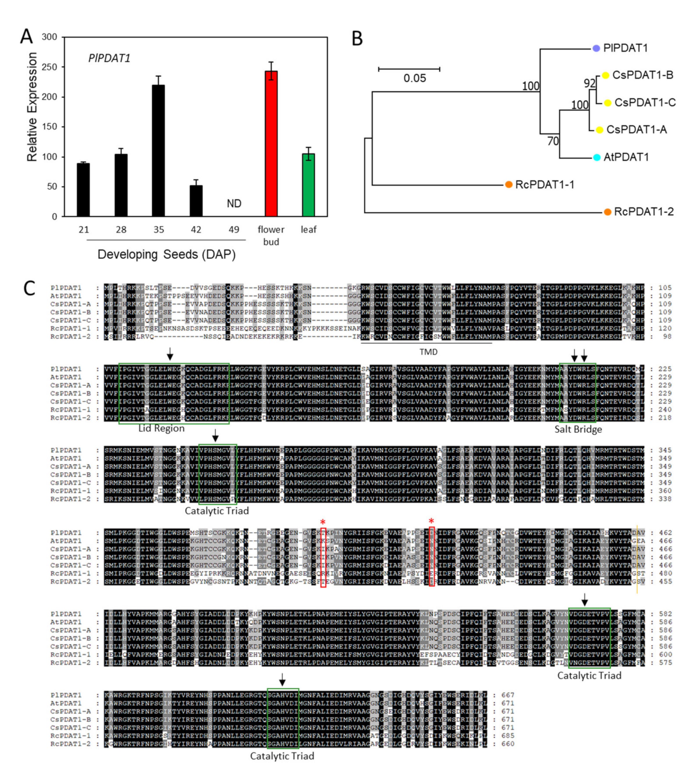 Ijms 22 00514 g011 Ijms 22 00514 g011