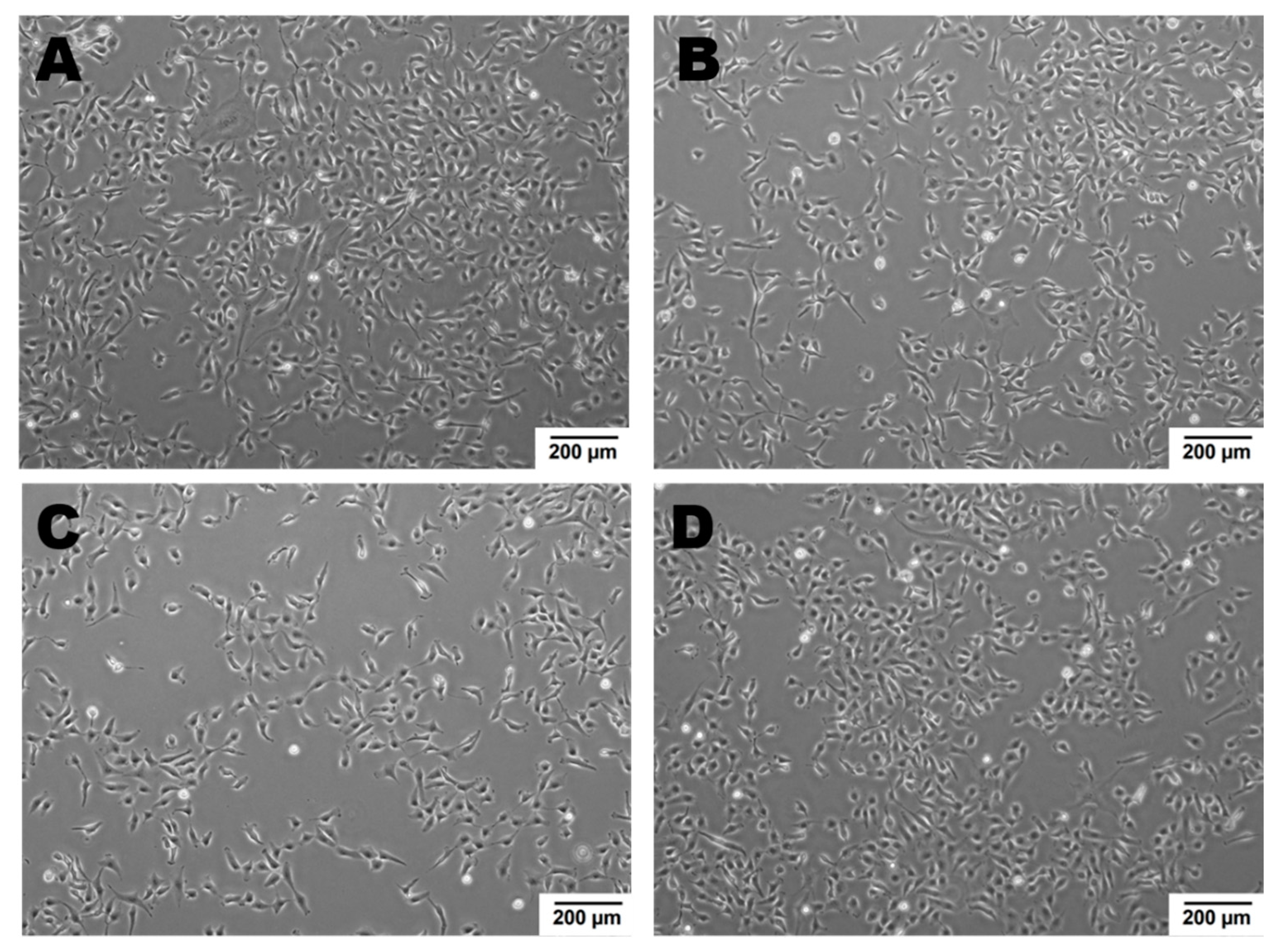 Ijms 22 00520 g004 Ijms 22 00520 g004