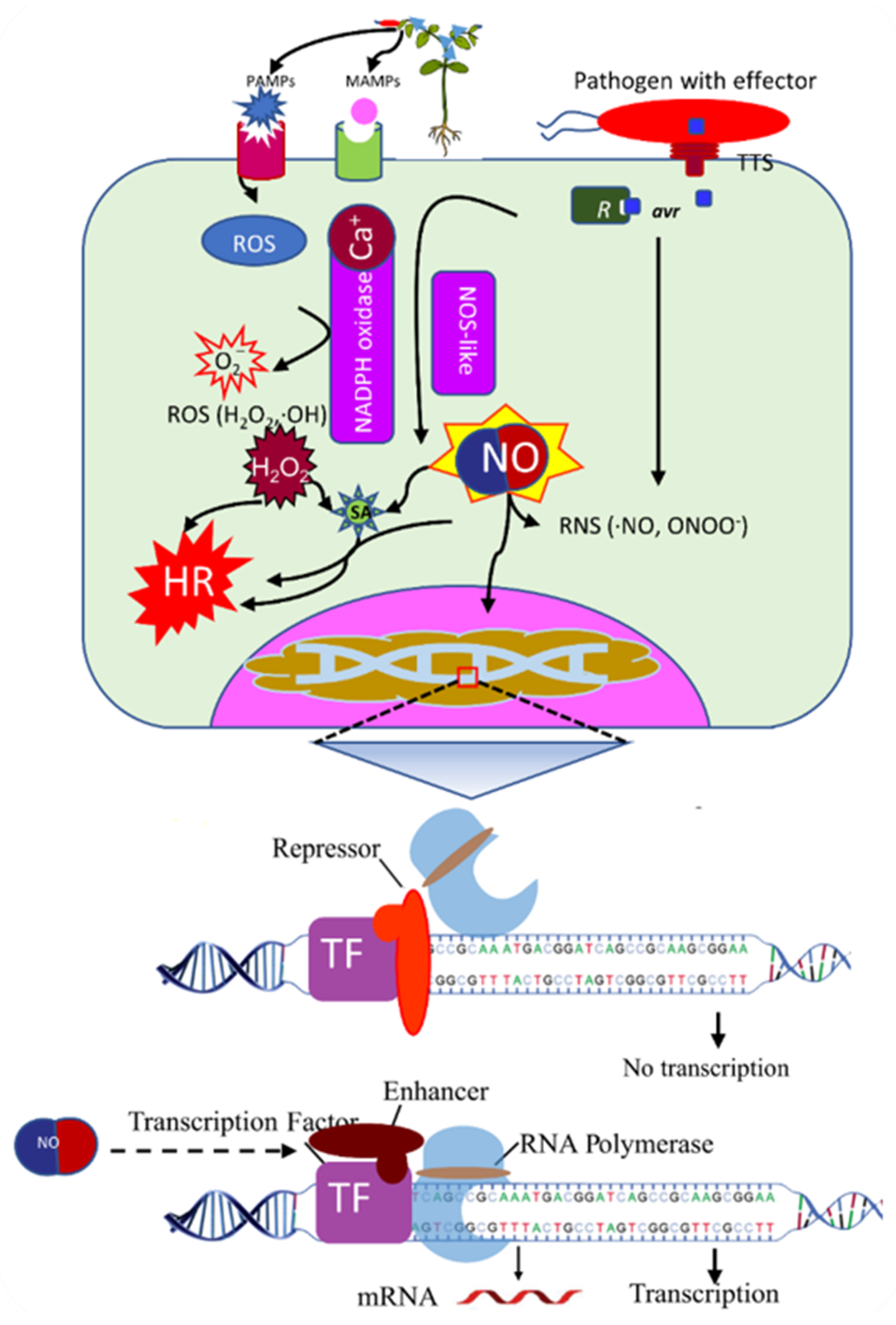 IJMS | Free Full-Text | Transcription Factors as the “Blitzkrieg” of Plant Defense: A Pragmatic View of Nitric Oxide's Role in Gene |