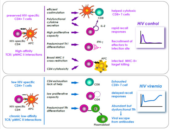 IJMS | Free Full-Text | Role of CD4+ T Cells in the Control of Viral ...