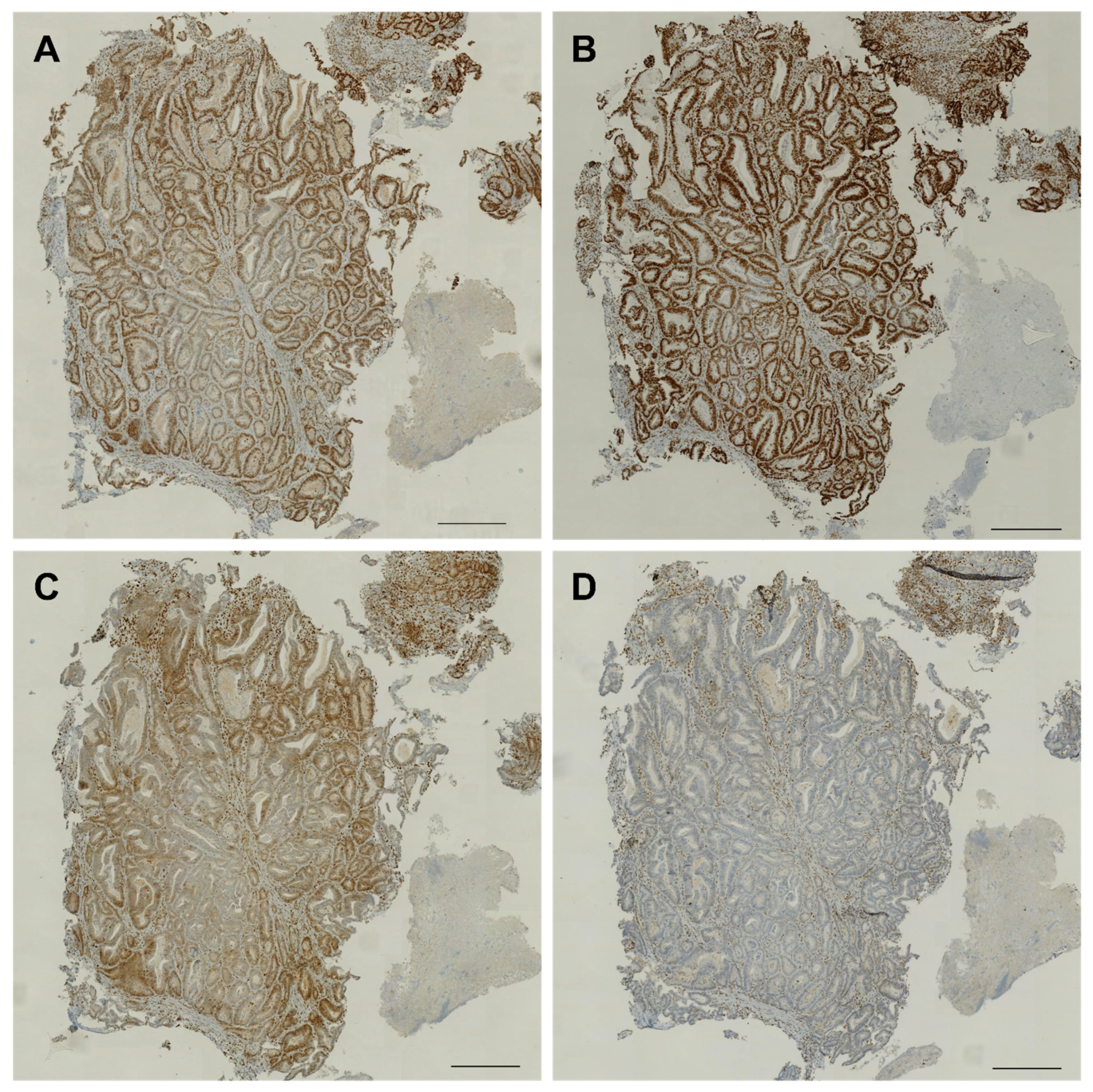 Ijms 22 00531 g004 Ijms 22 00531 g004