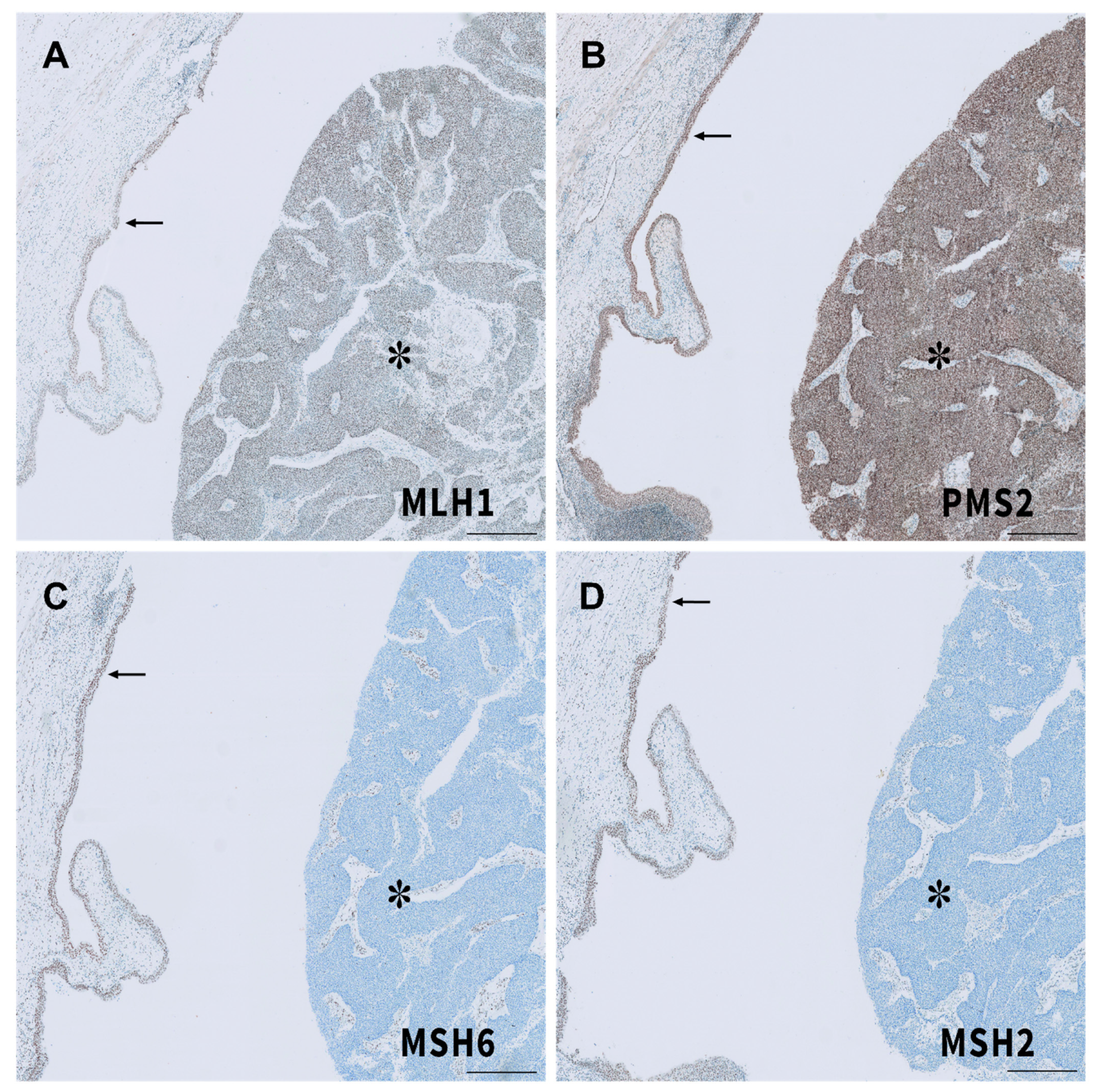 Ijms 22 00531 g006 Ijms 22 00531 g006