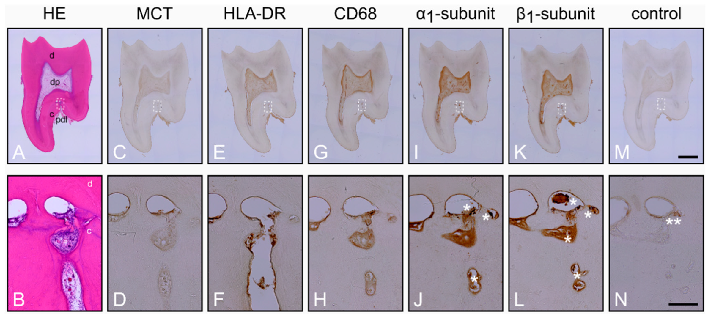 Ijms 22 00539 g001 Ijms 22 00539 g001