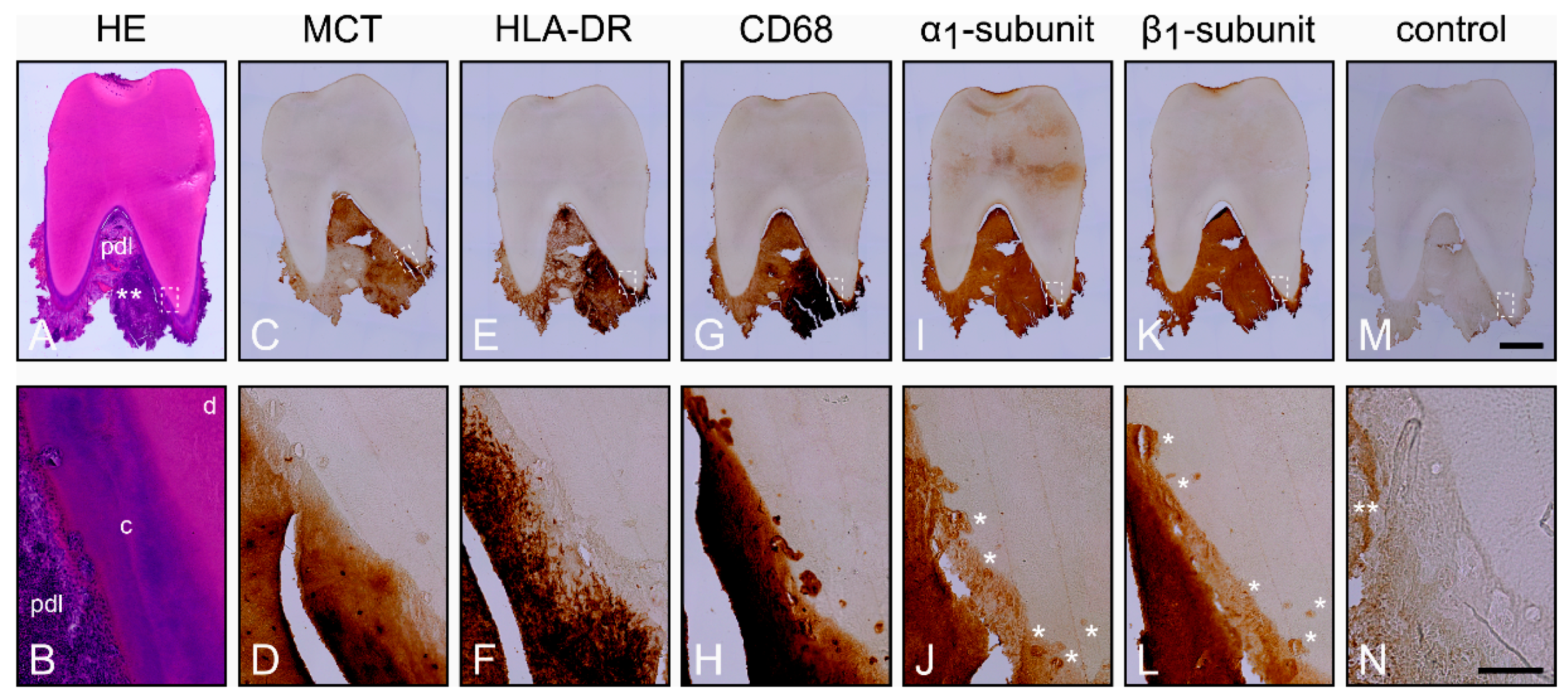 Ijms 22 00539 g002 Ijms 22 00539 g002