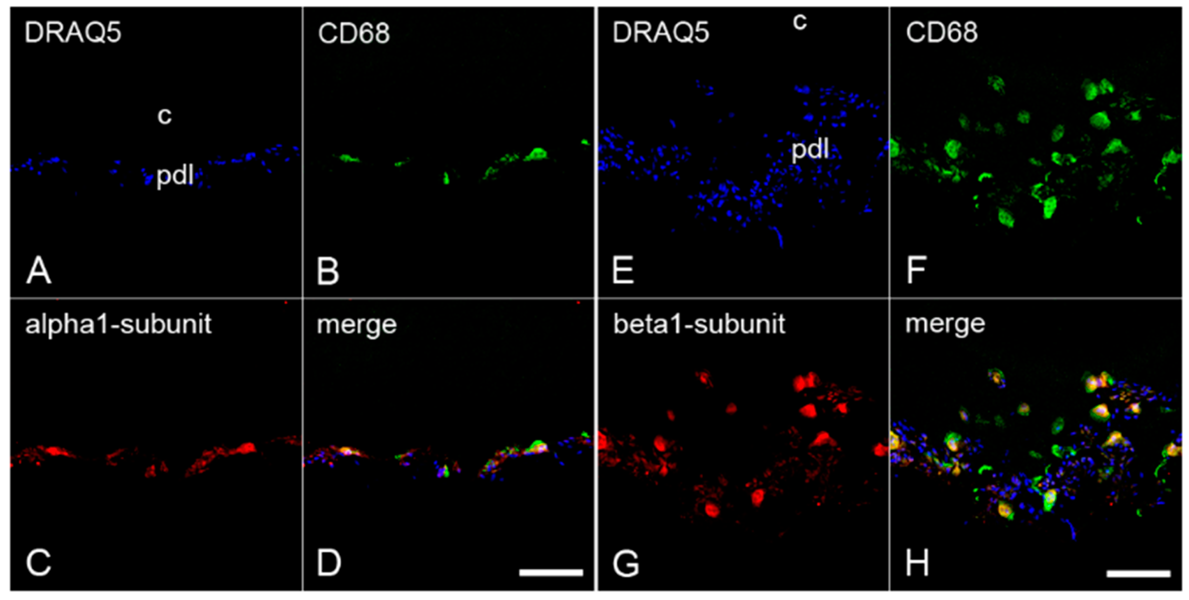 Ijms 22 00539 g003 Ijms 22 00539 g003