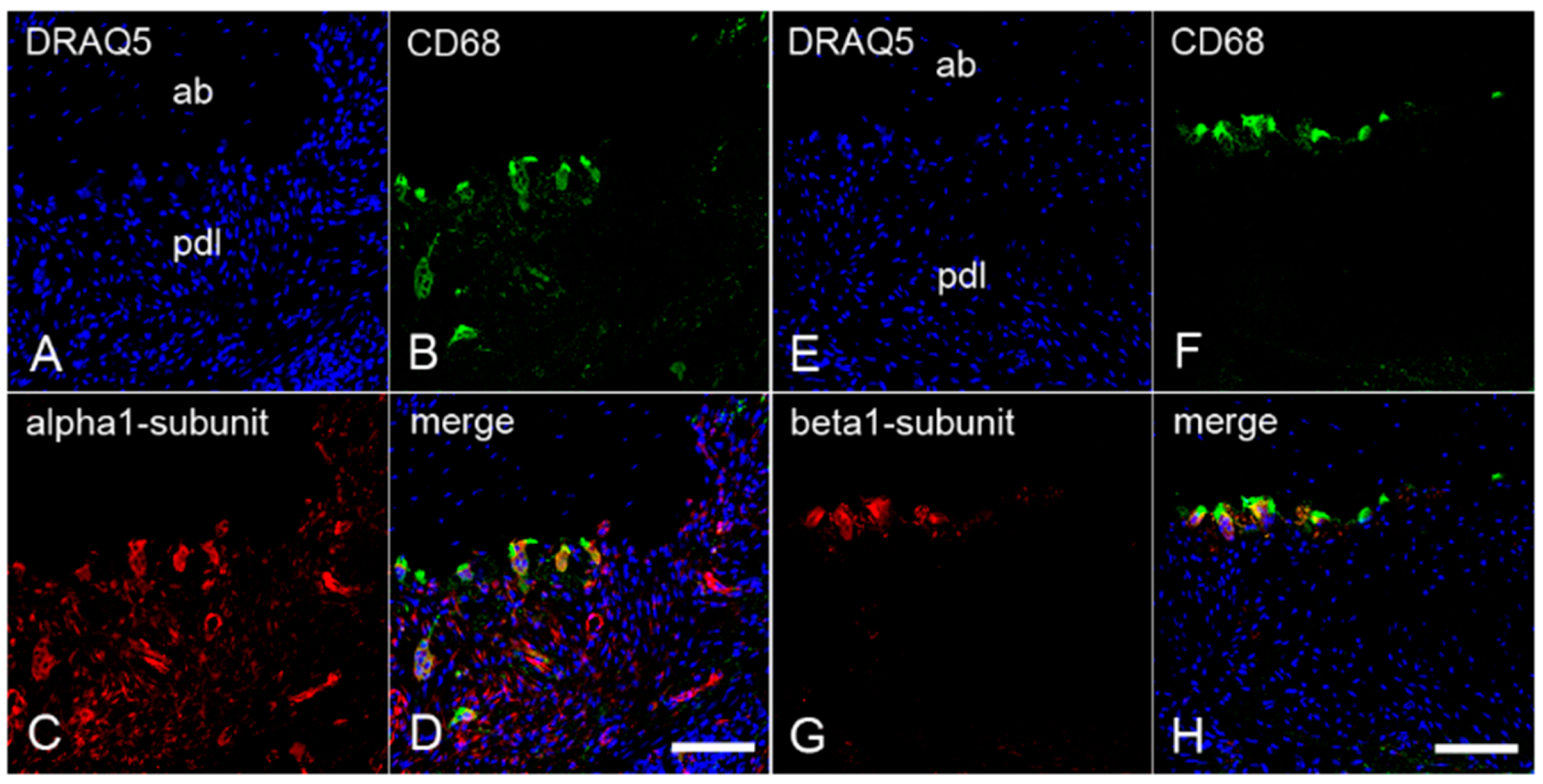 Ijms 22 00539 g004 Ijms 22 00539 g004
