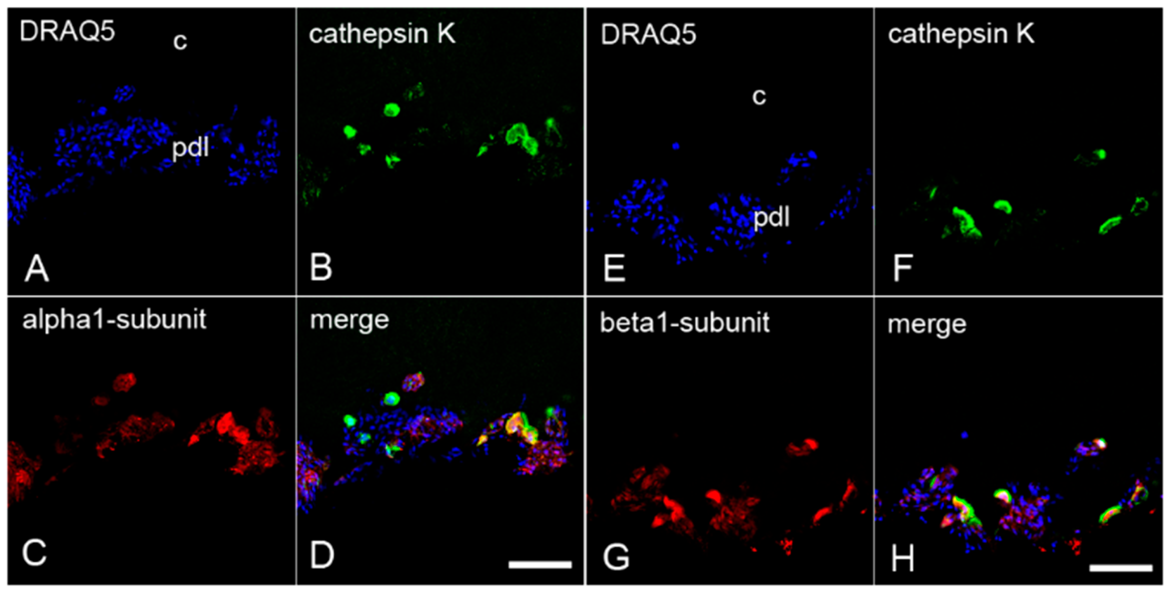 Ijms 22 00539 g005 Ijms 22 00539 g005