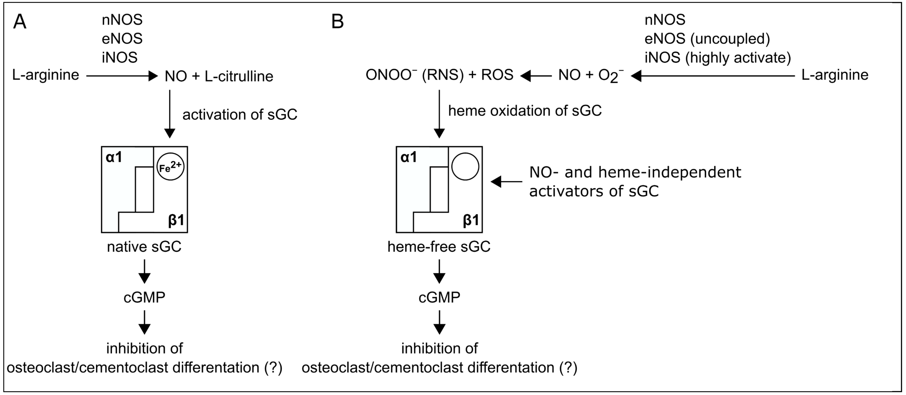 Ijms 22 00539 g008 Ijms 22 00539 g008