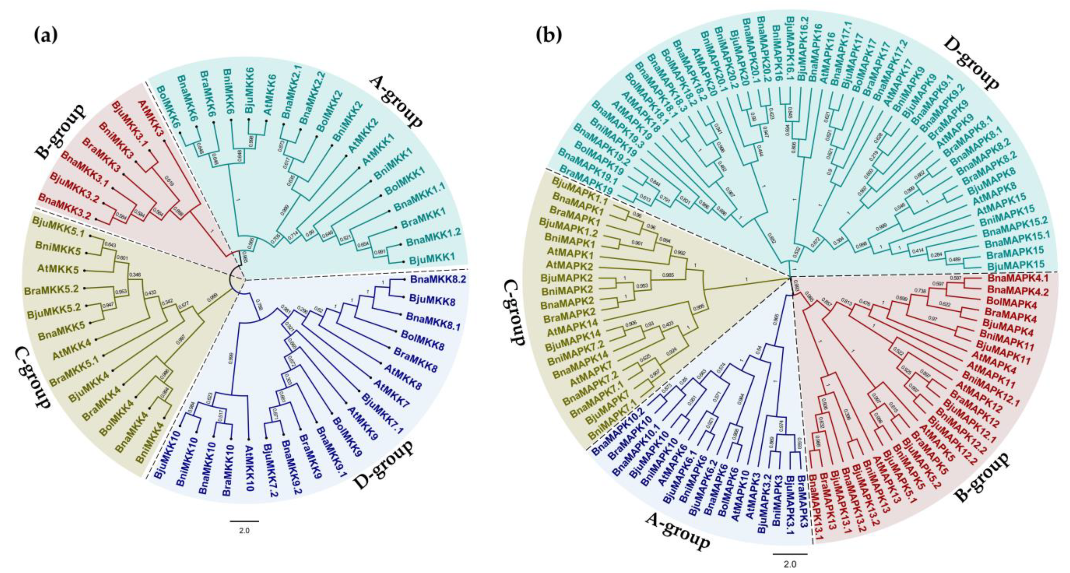 Ijms 22 00544 g001 Ijms 22 00544 g001
