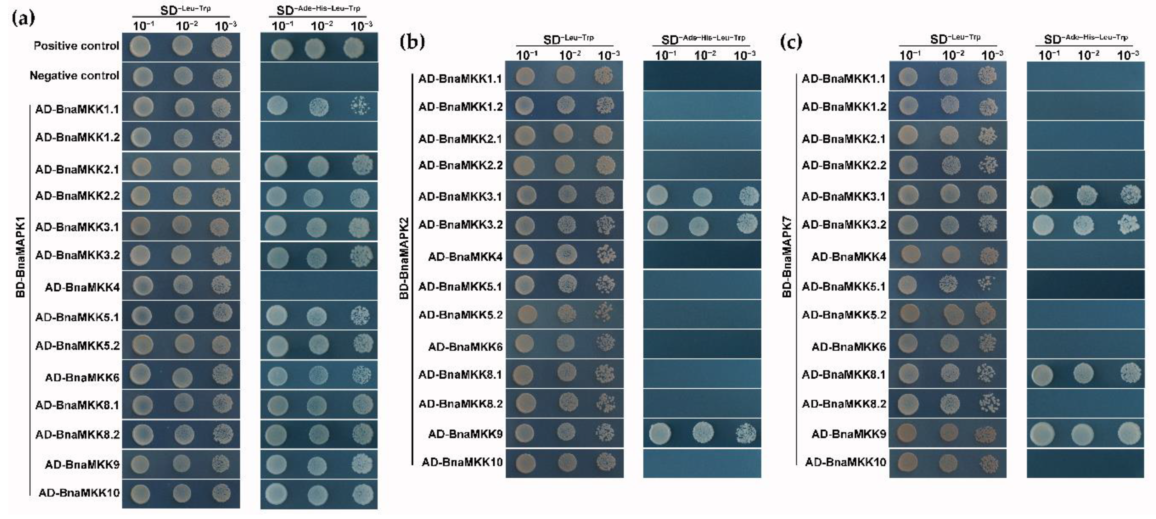 Ijms 22 00544 g008 Ijms 22 00544 g008